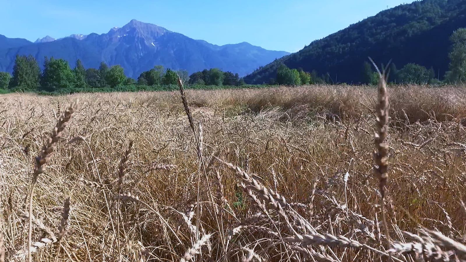 Un champ de blé Marquis planté par Jim Grieshaber-Otto à Agassiz, en Colombie-Britannique