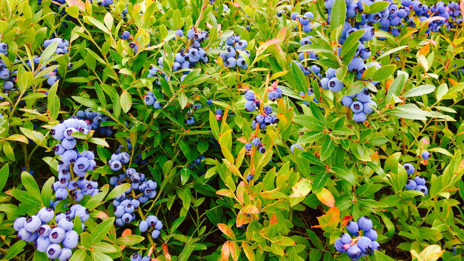 Des plants de bleuets