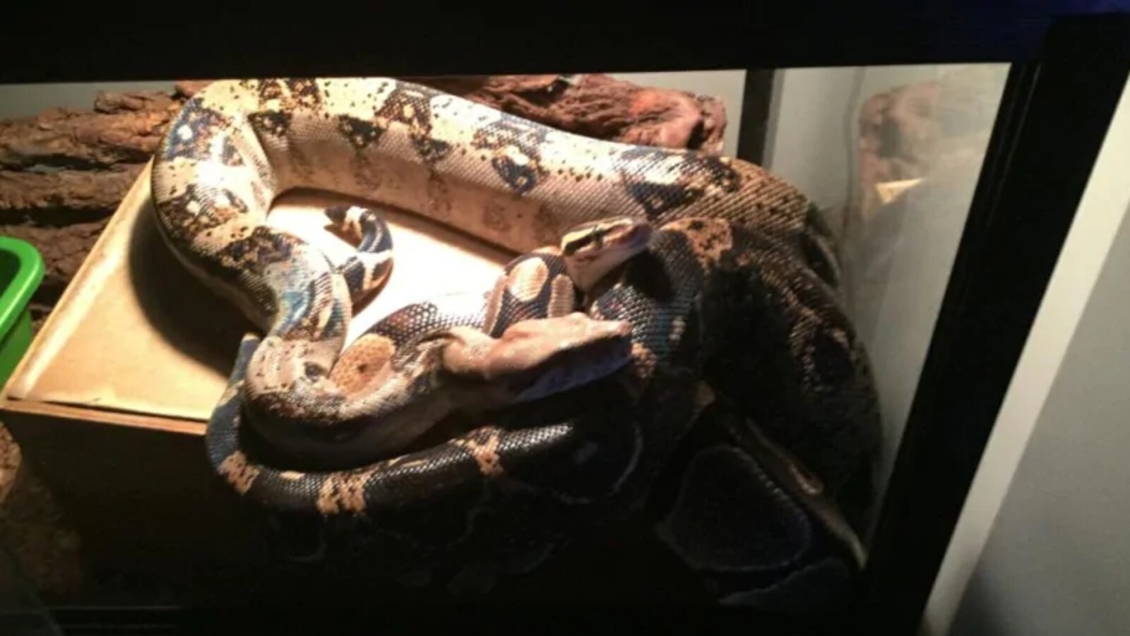 Un serpent marron et noir dans un aquarium.