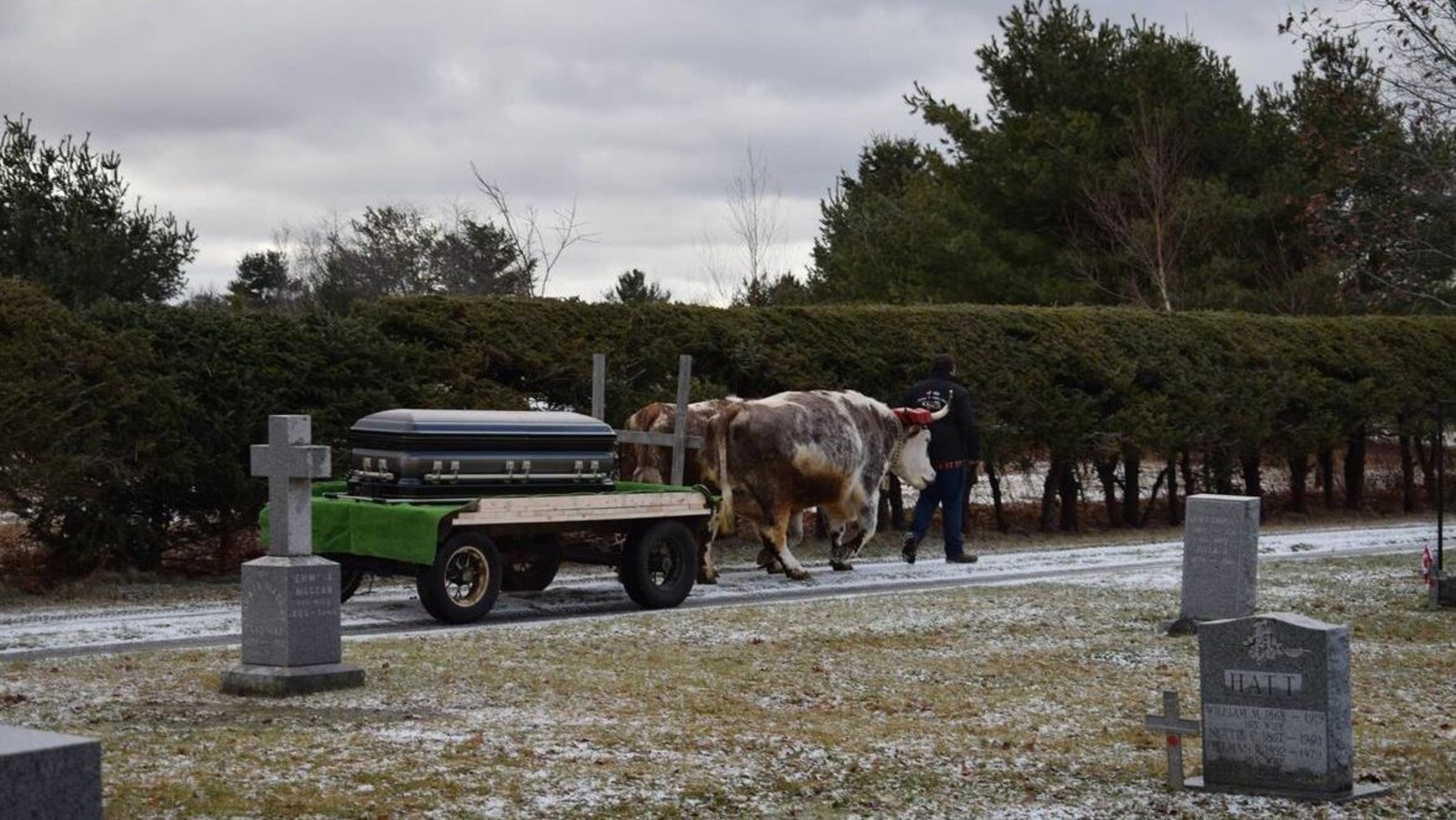 Un attelage de boeufs transporte le cercueil de Claude Berry déposé sur une charrette.