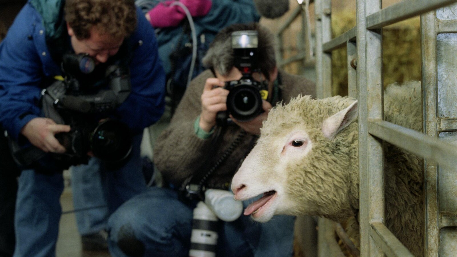 La brebis Dolly présentée aux médias le 22 février 1997.