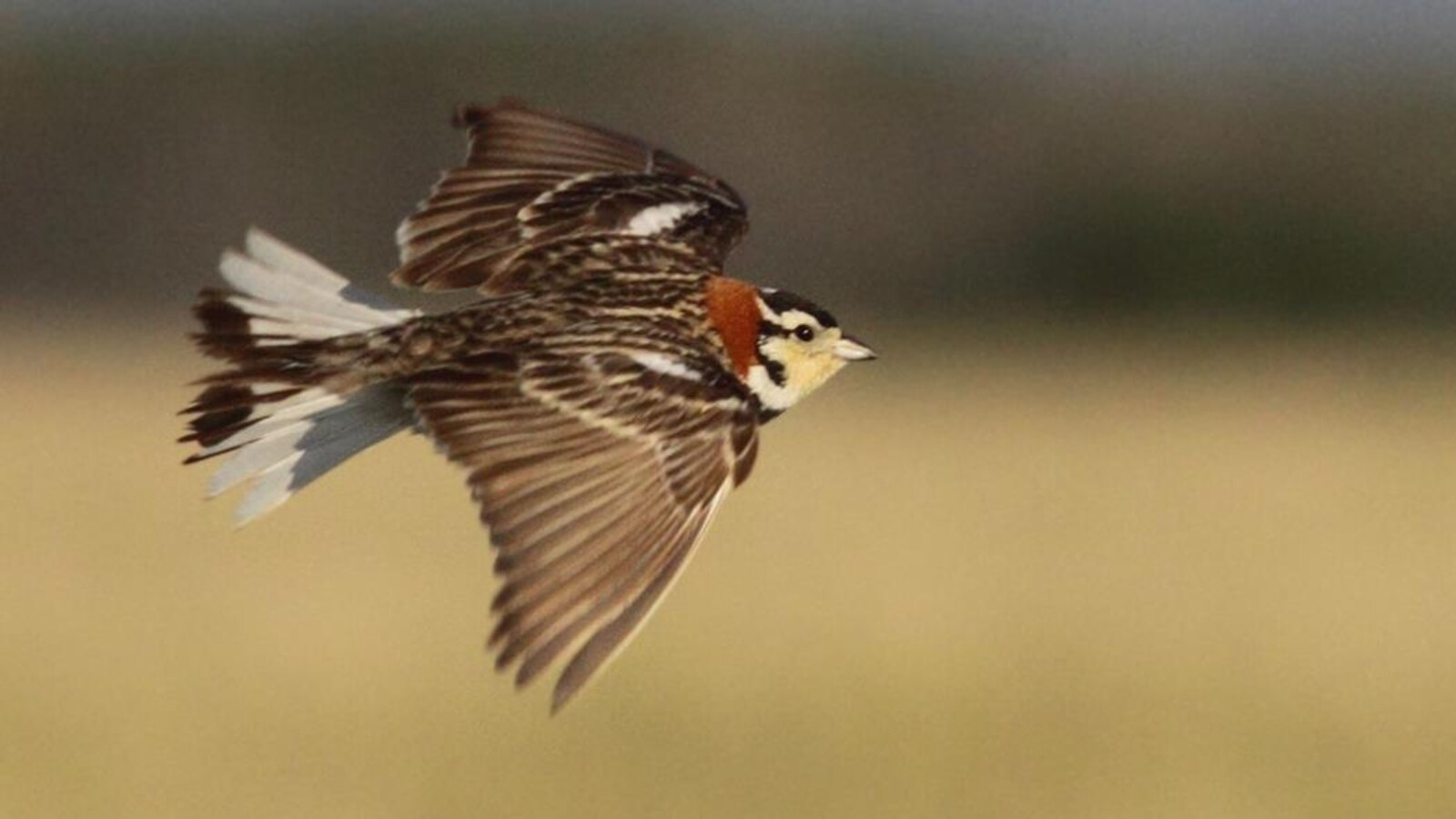 Un oiseau en vol.
