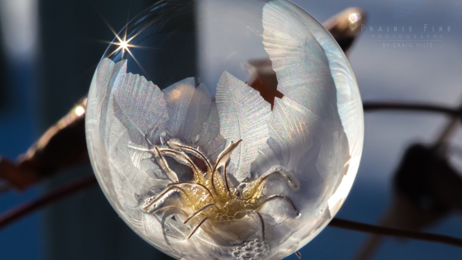 Bulle de savon gelée sur un rosier.
