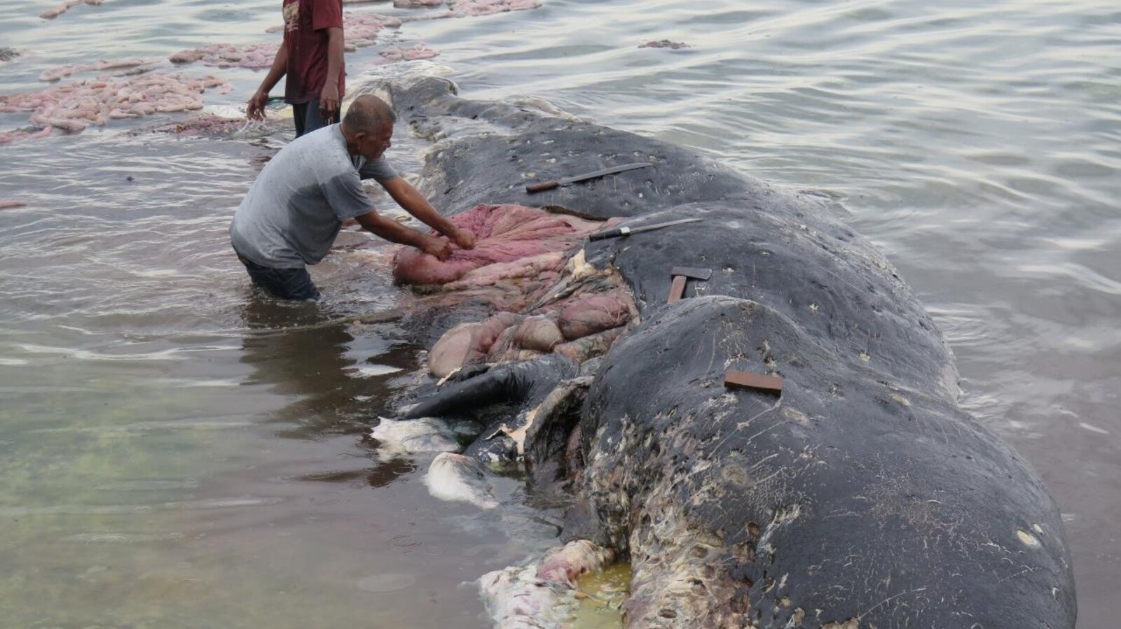 Un cachalot a été retrouvé mort avec 6 kg de plastique dans le ventre en Indonésie.