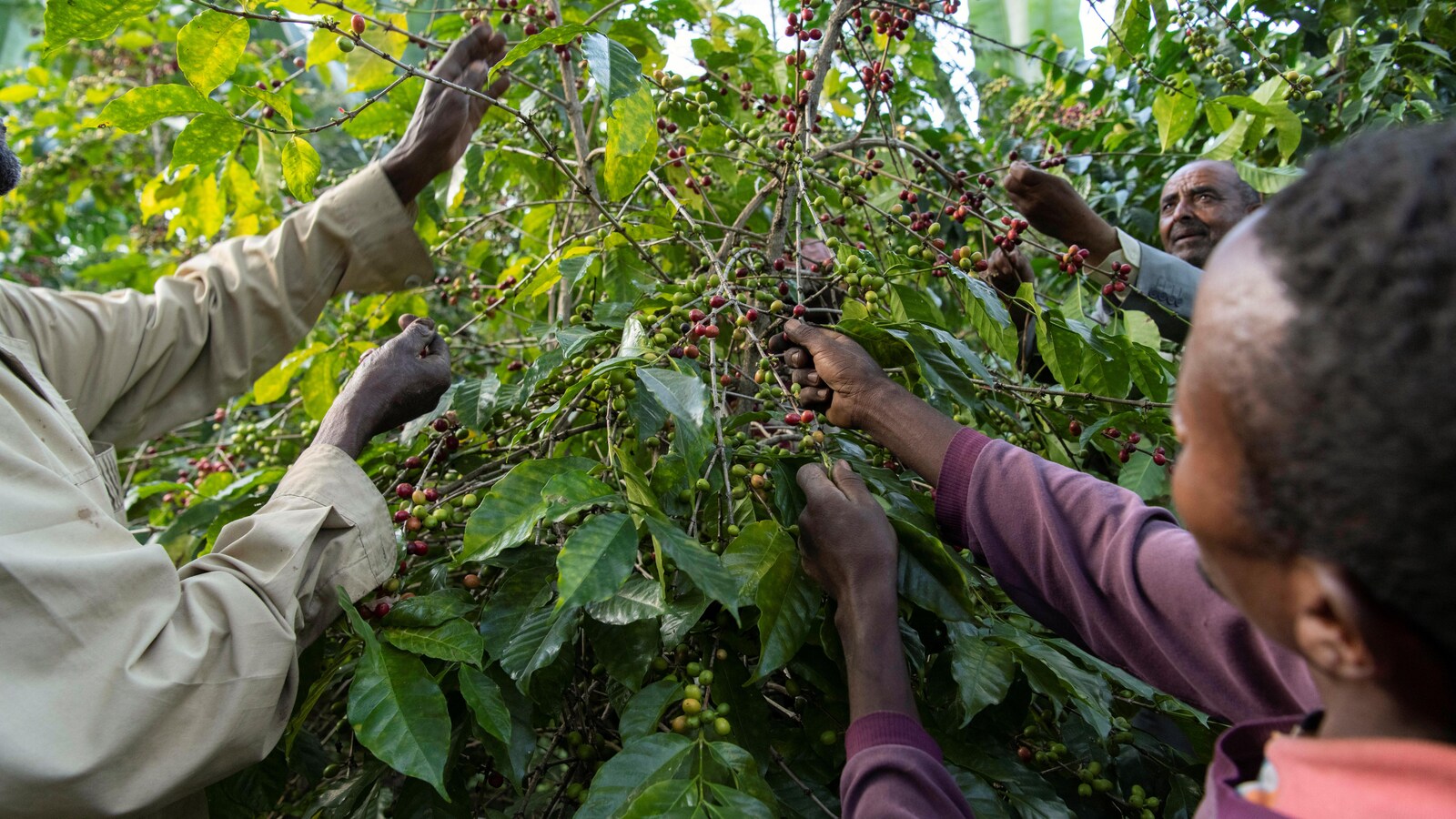 Des travailleurs éthiopiens récoltent des grains de café.