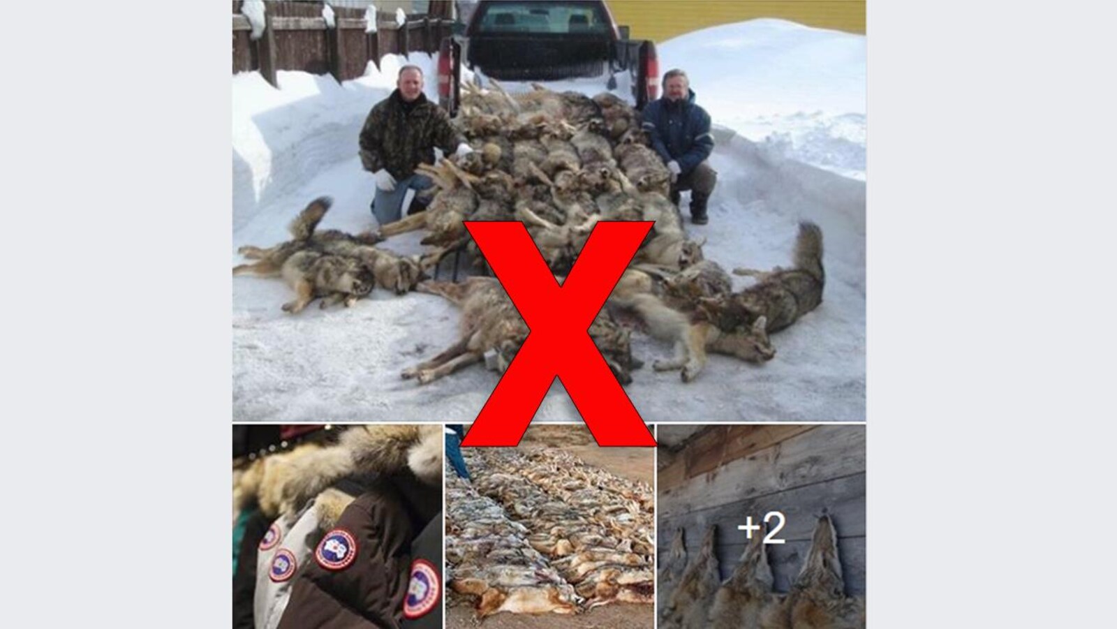 Quatre photos montrent des coyotes morts et des manteaux Canada Goose.