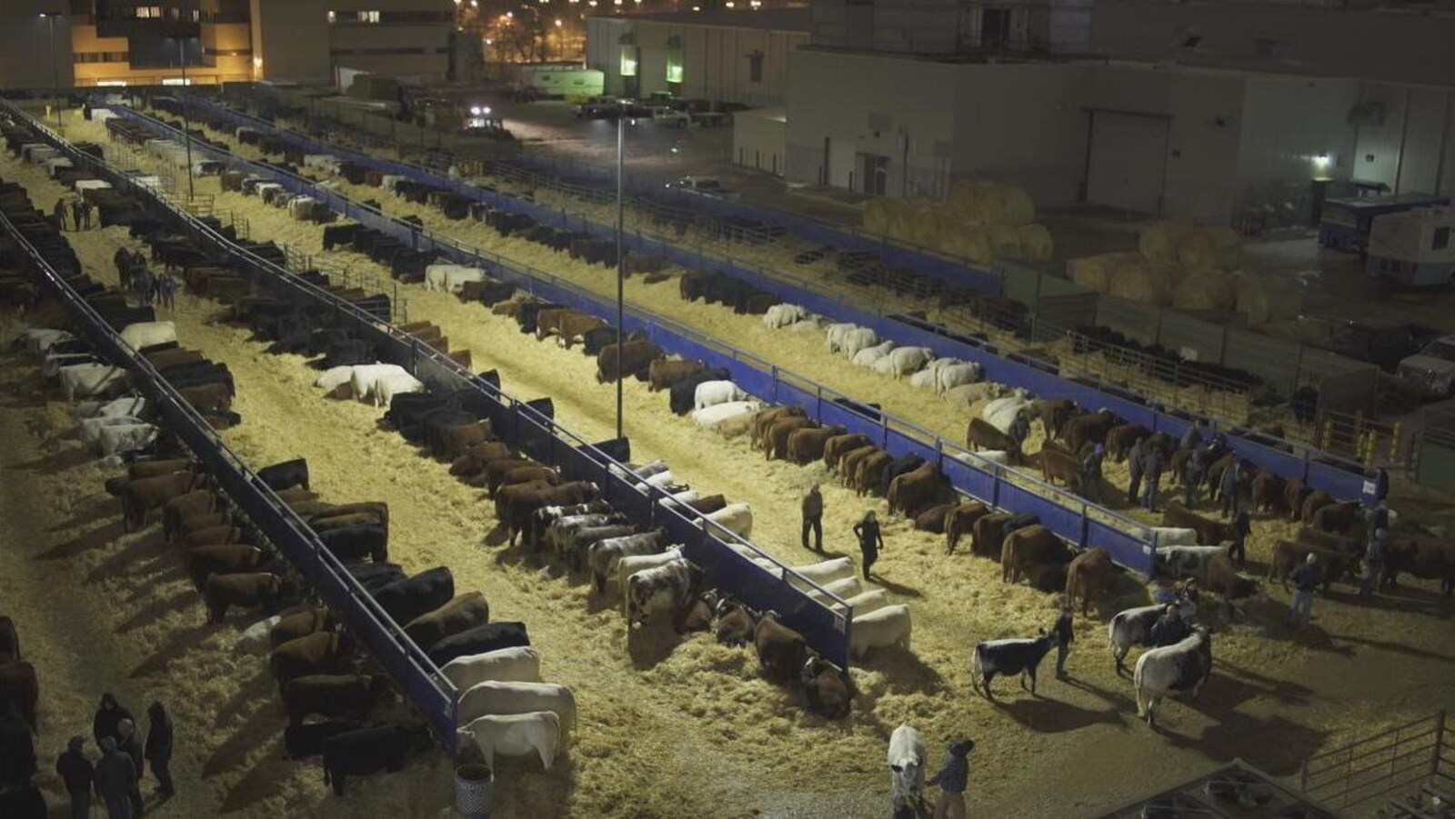 Des vaches attachées à des clôtures dans un immense enclos extérieur.