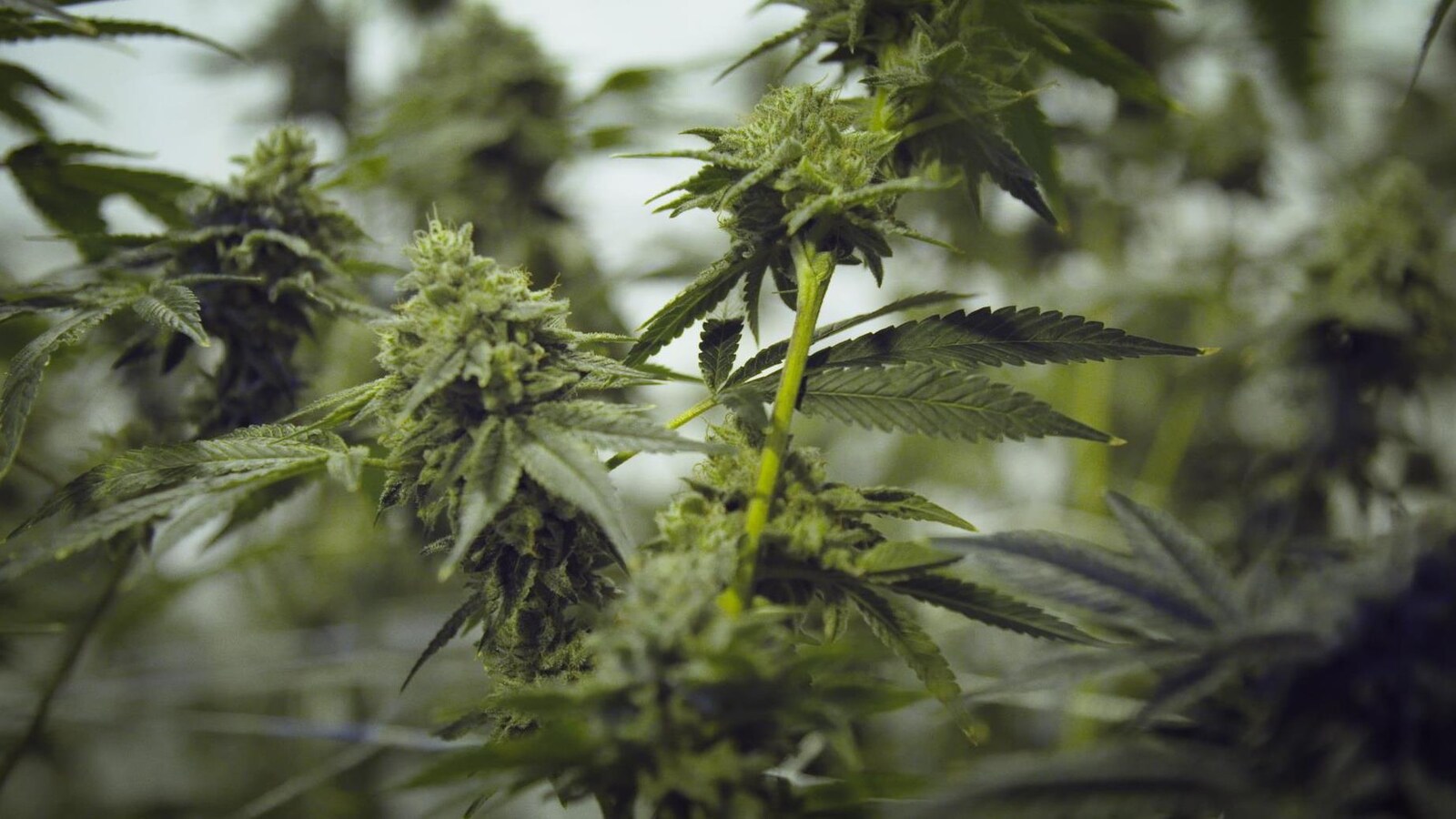 Un gros plan sur des plants de cannabis.