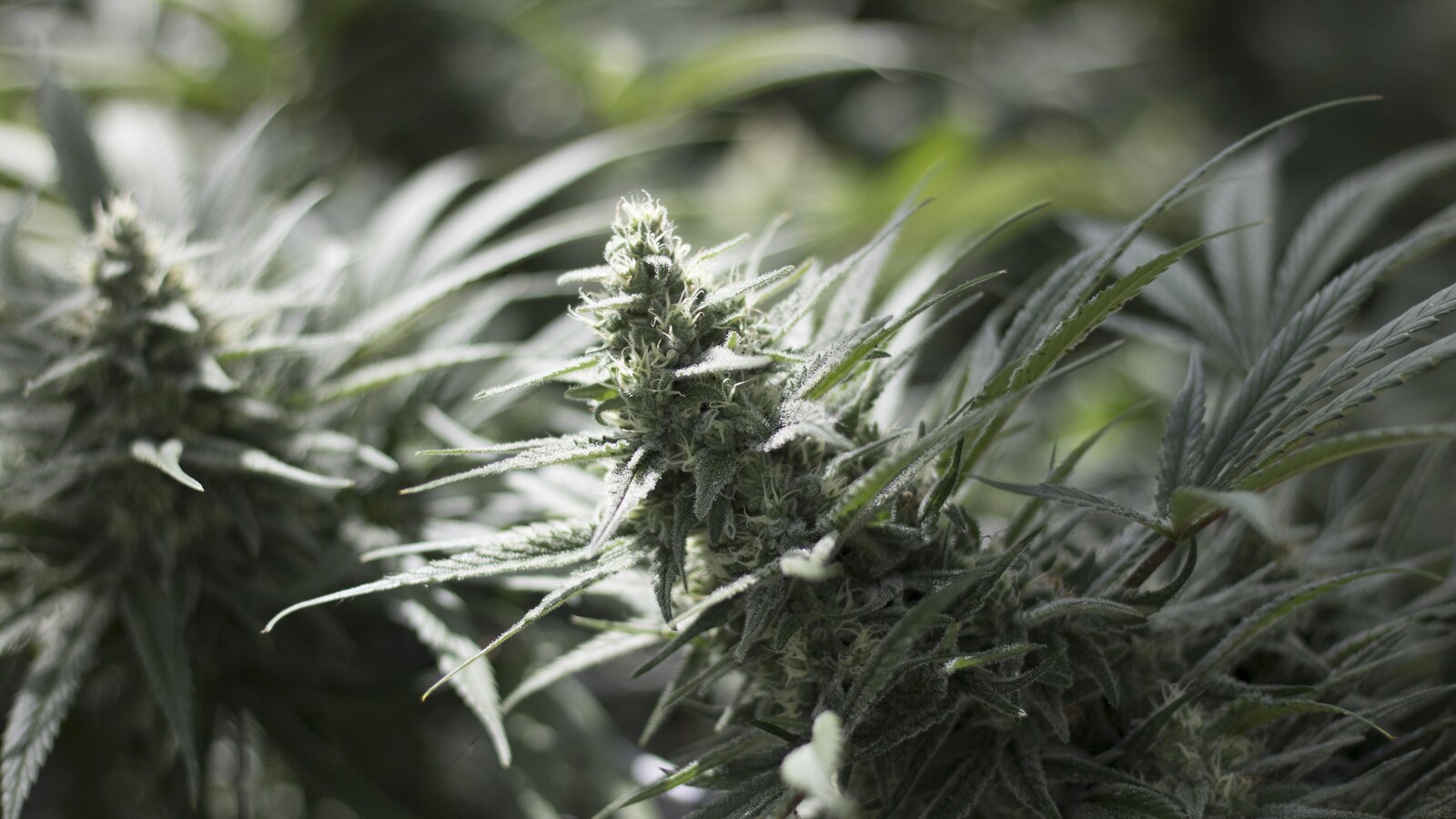 Gros plan sur un plant de cannabis sous un rayon de soleil à l'intérieur d'une serre.