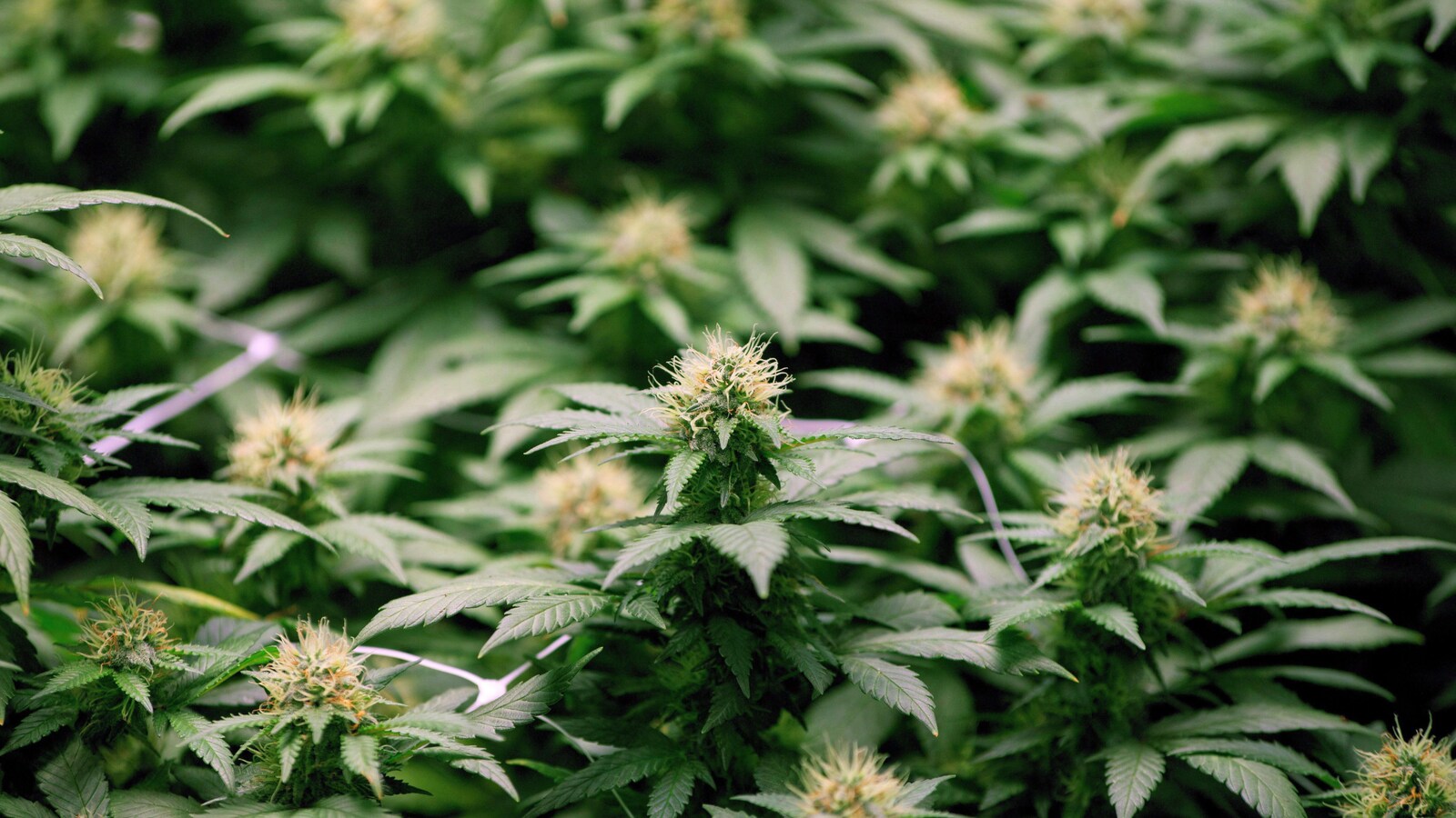 Des plants de cannabis