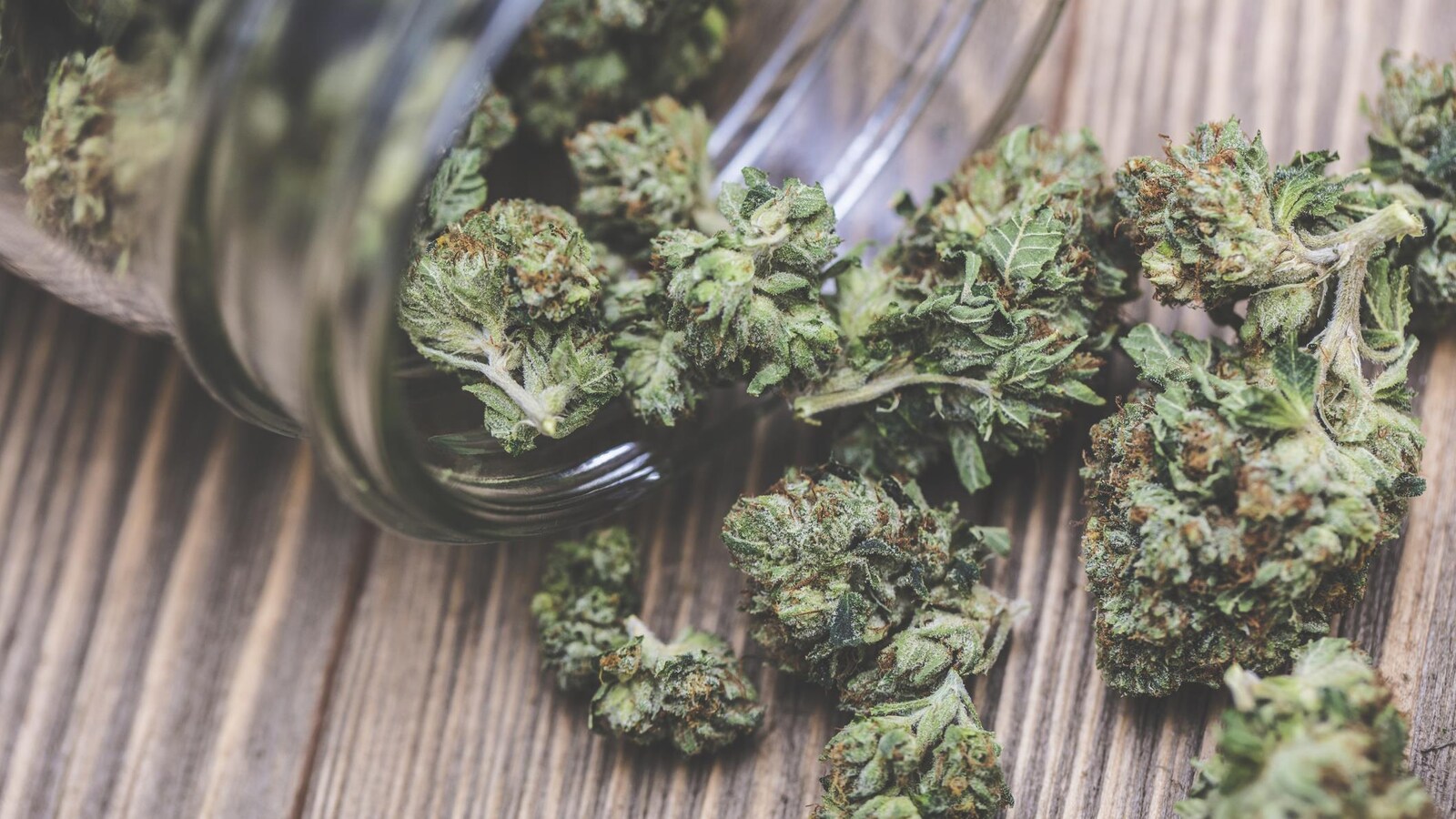 Marijuana