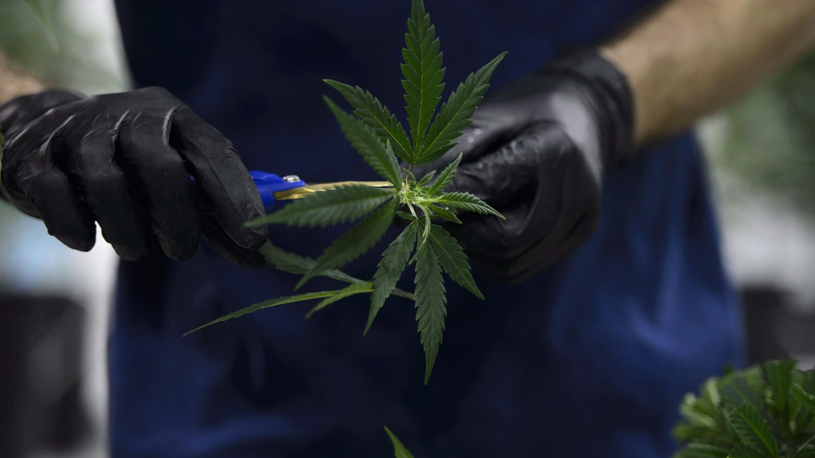 Un travailleur coupe un plan de cannabis dans une usine de production.