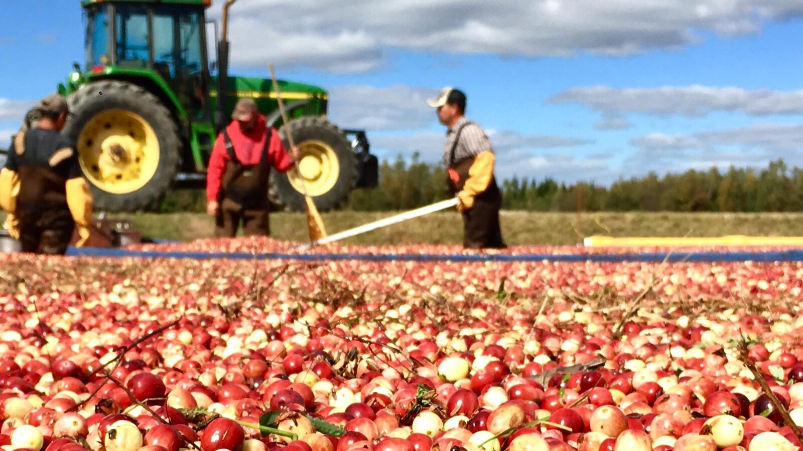 La récolte des canneberges à l'entreprise Pampev inc. de Saint-Louis-de-Blandford.
