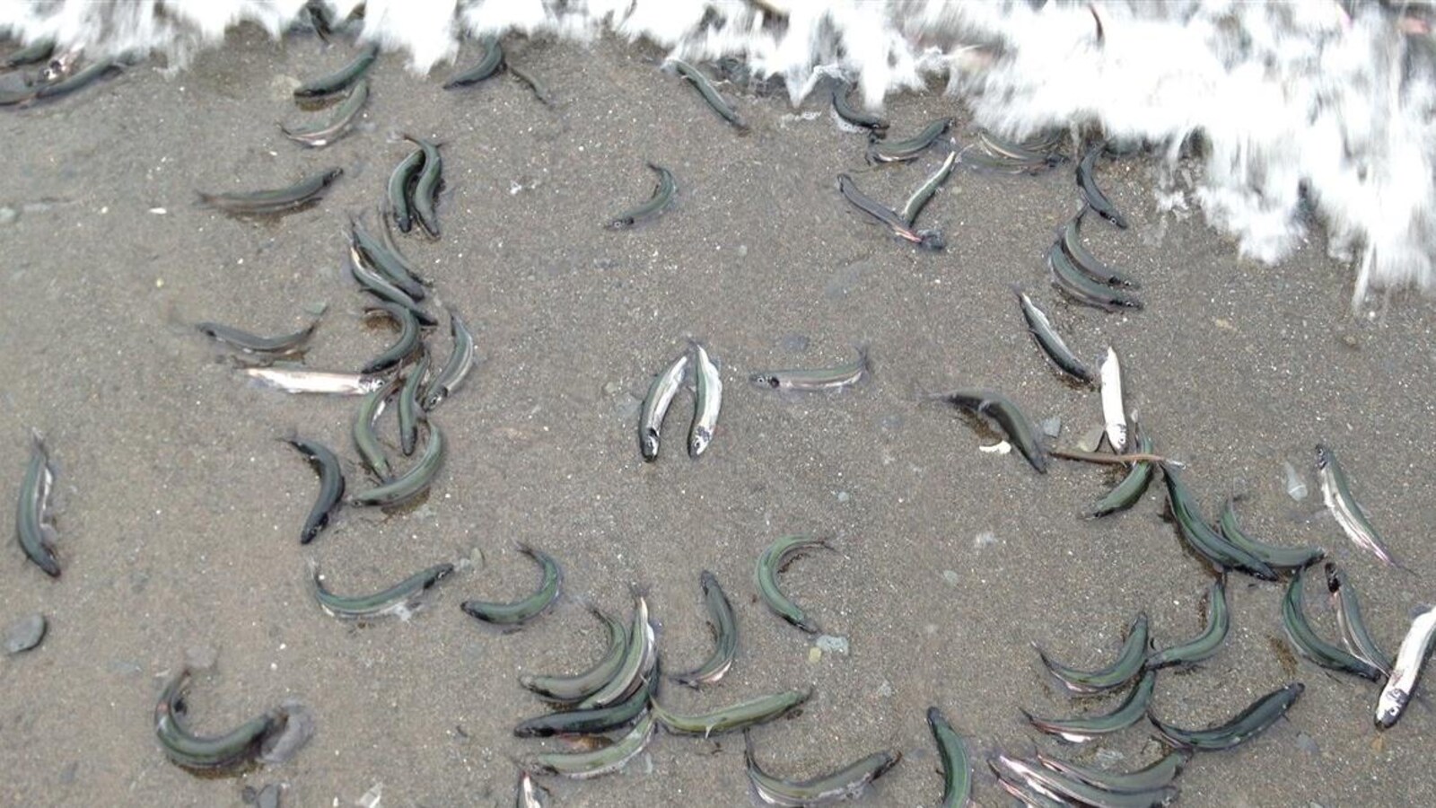 Le capelan fraie à Rimouski, notamment dans le secteur du Rocher-Blanc.