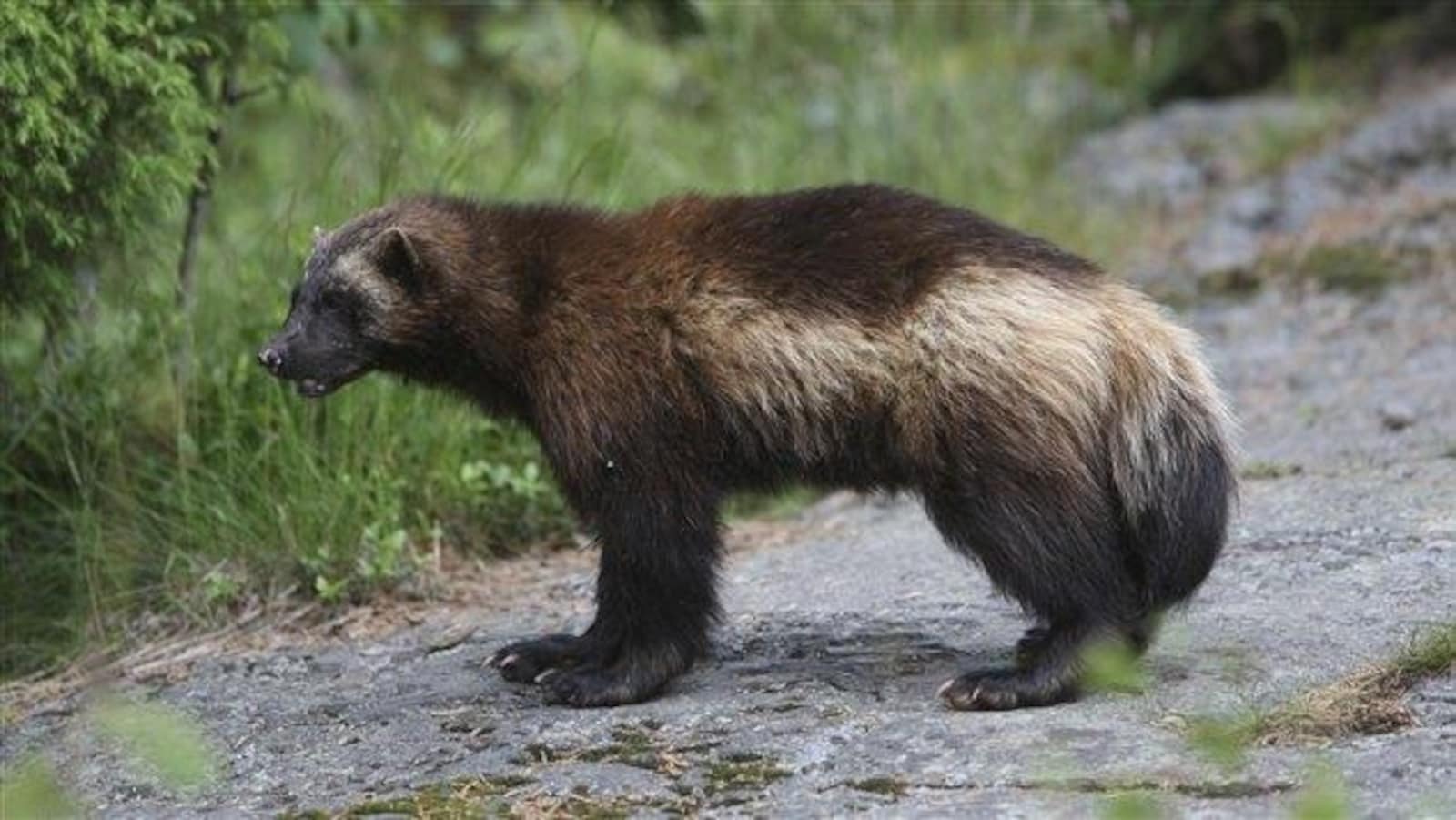 Un autre carcajou  s  vade du Zoo sauvage de Saint F licien 