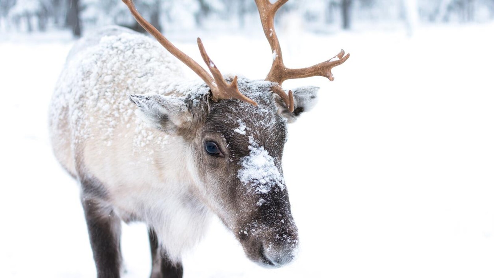 Un jeune caribou au pelage blanc et brun, recouvert partiellement de neige