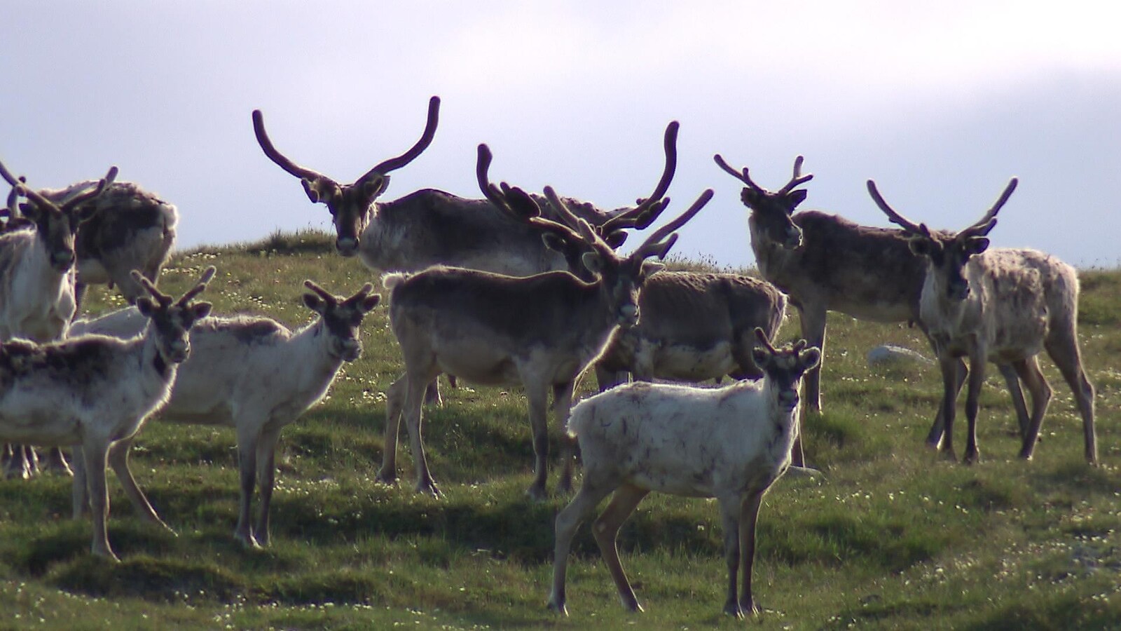 Un groupe de caribous forestiers