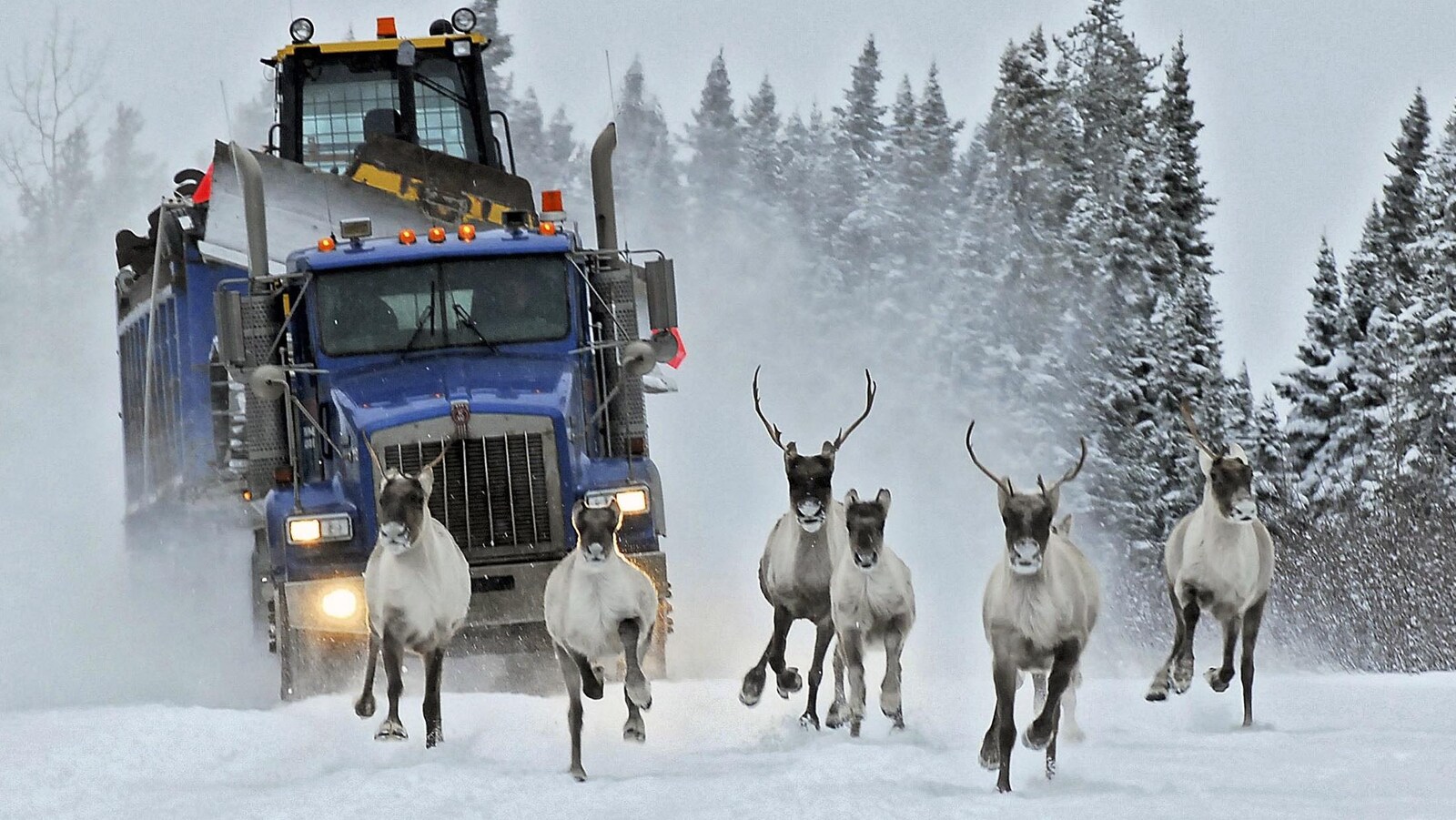 Le troupeau de caribous de la rivière Aux Feuilles décroît rapidement.