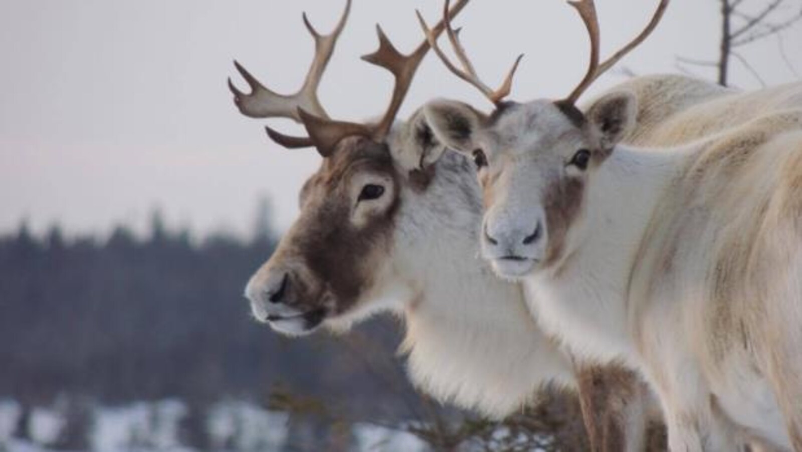 Il est interdit de chasser le caribou des Monts-Torngat à moins d'être bénéficiaire du gouvernement du Nunatsiavut.