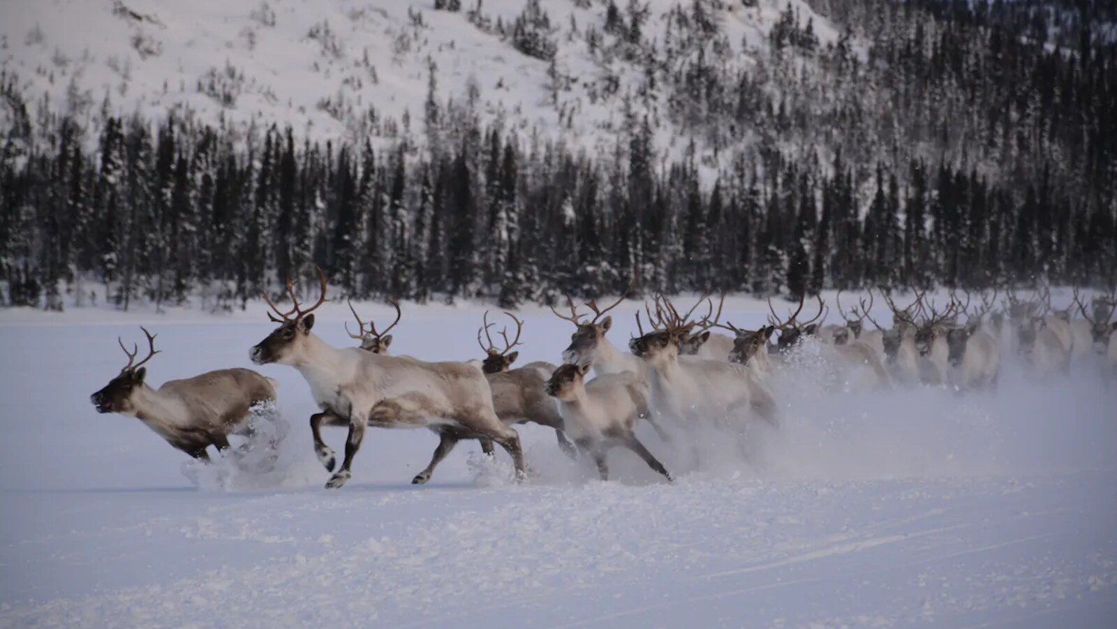 Des caribous de la rivière George aperçus dans la région de Nain, au Labrador, en 2017.