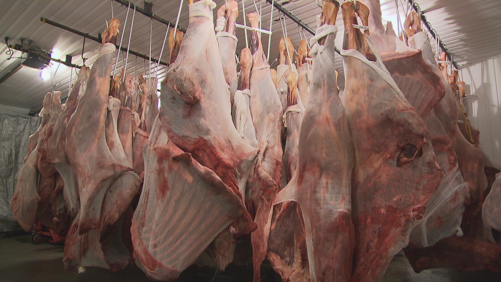 Des carcasses suspendues dans une chambre froide