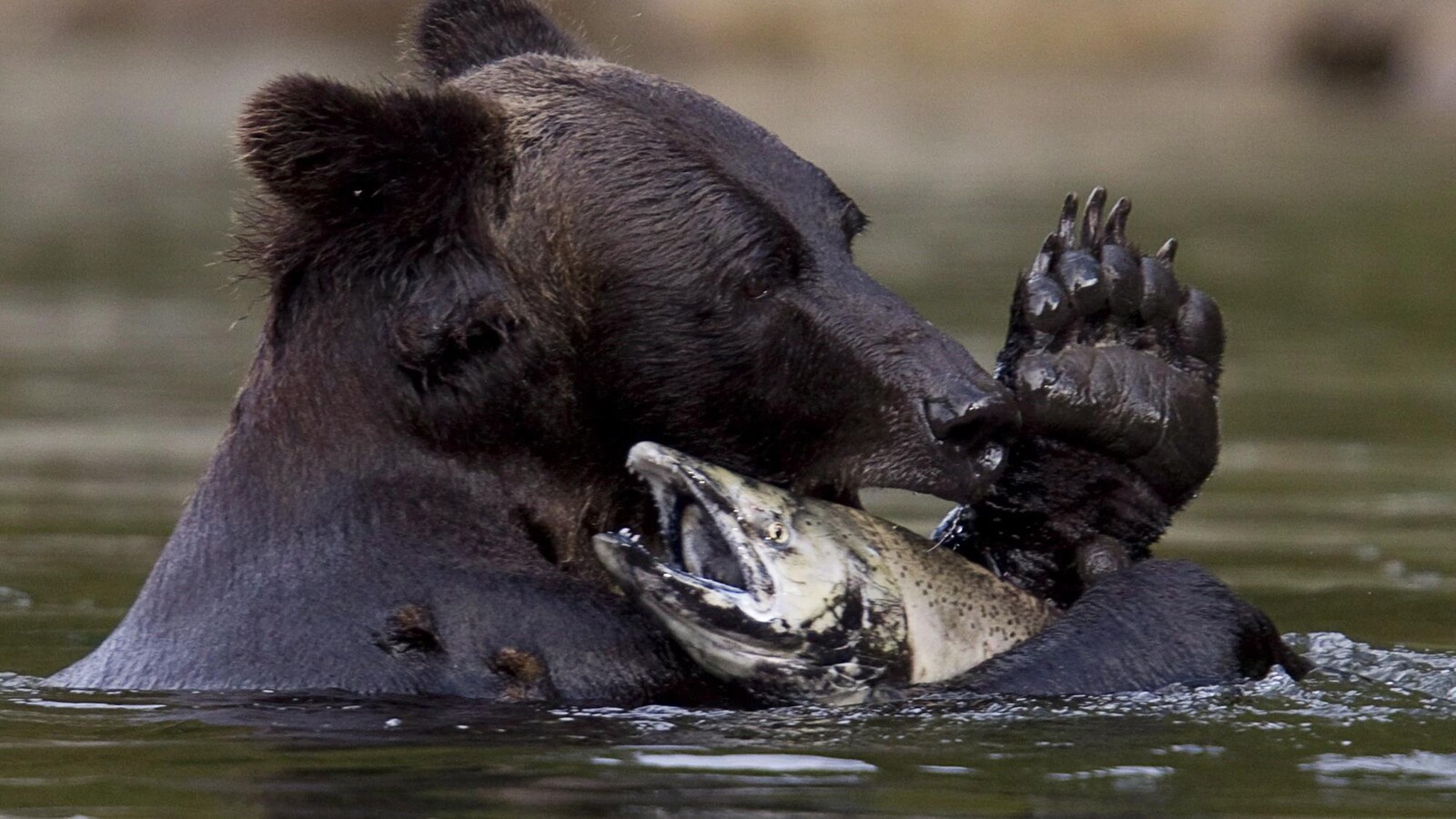 Un grizzly pêche un saumon dans la rivière Atnarko, dans le parc provincial de Tweedsmuir, près de Bella Coola, en Colombie-Britannique, le samedi 11 septembre 2010.