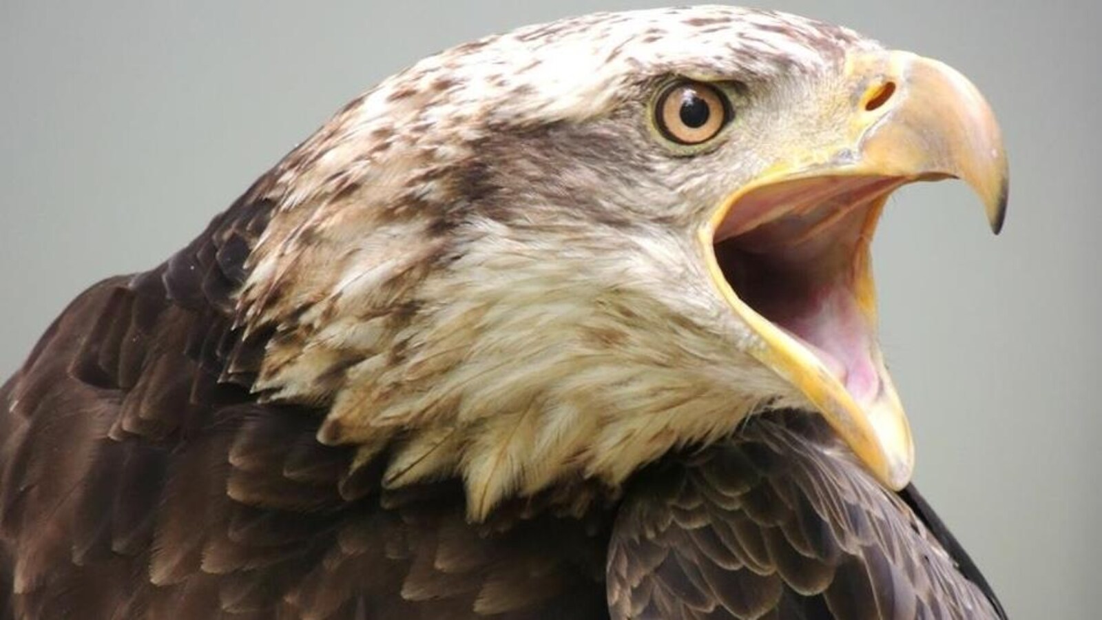 L'oiseau a le bec ouvert.