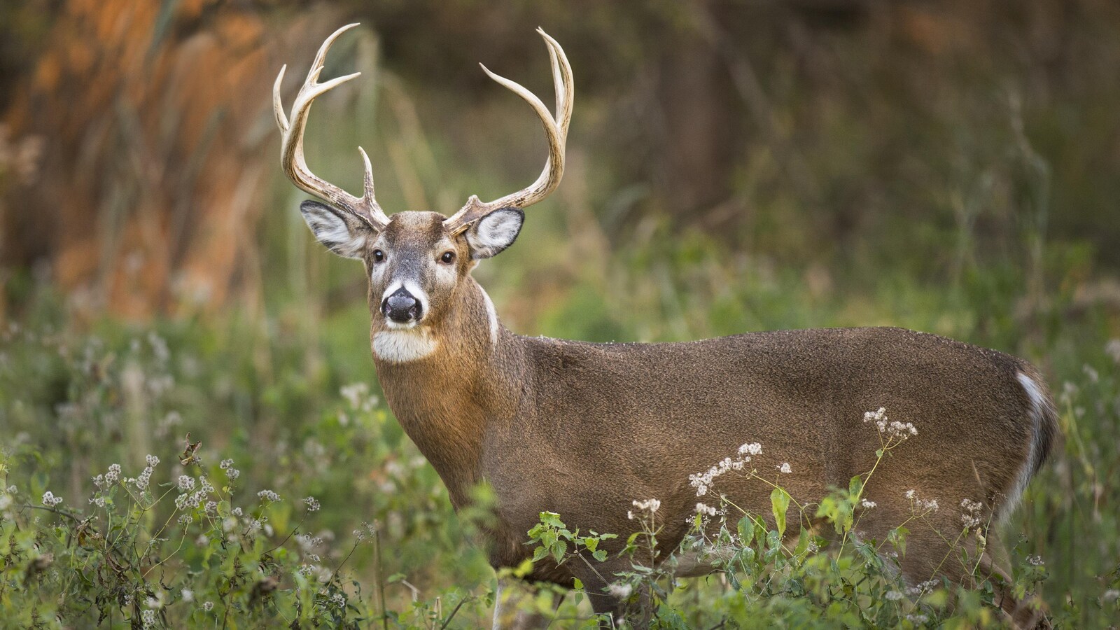Un cerf de Virginie.