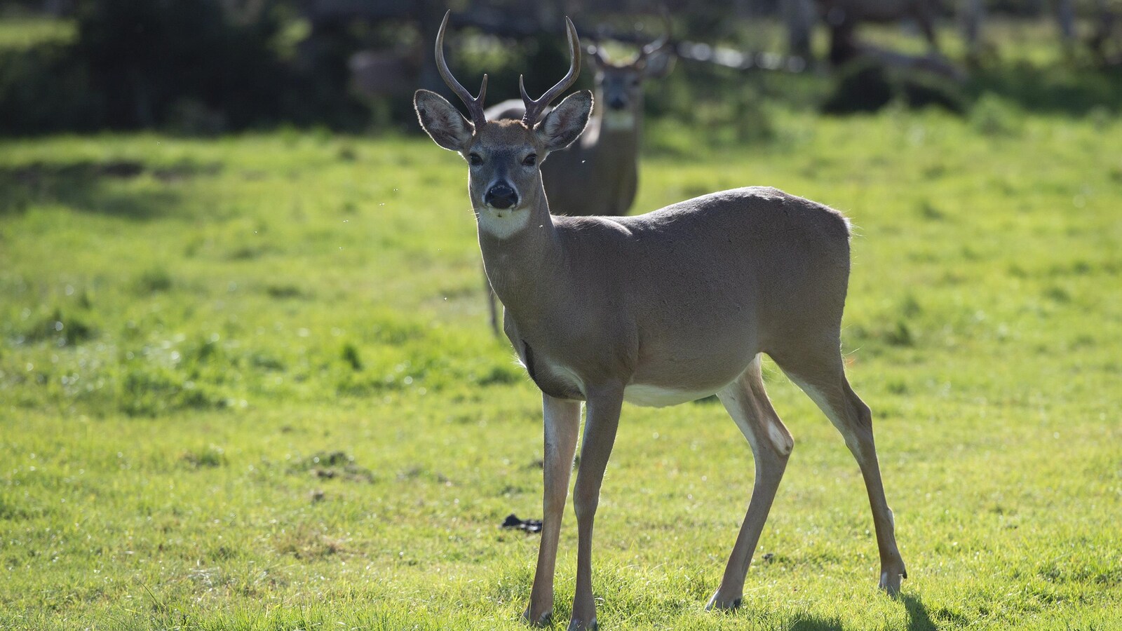 Un cerf.