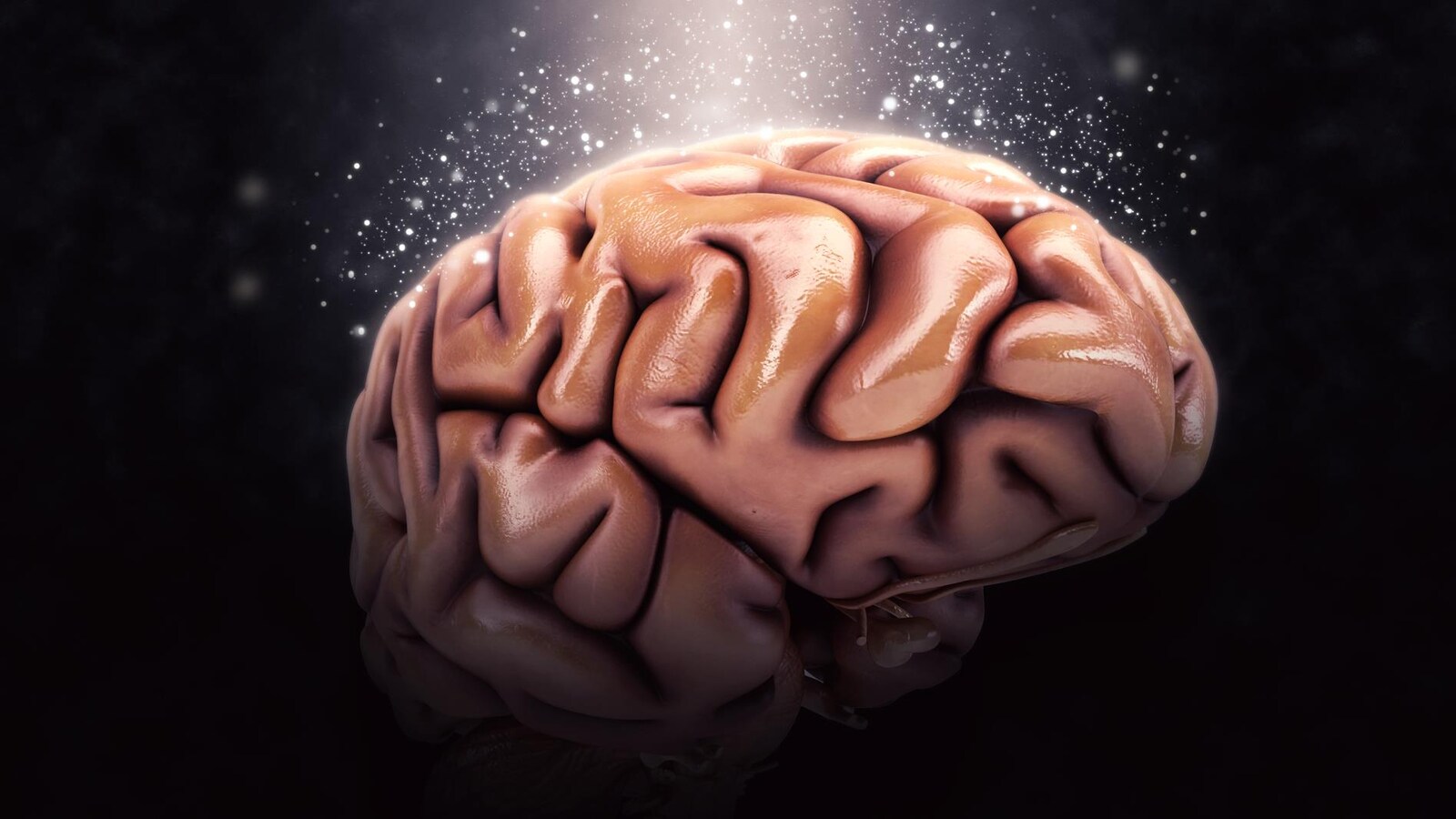 Un cerveau humain
