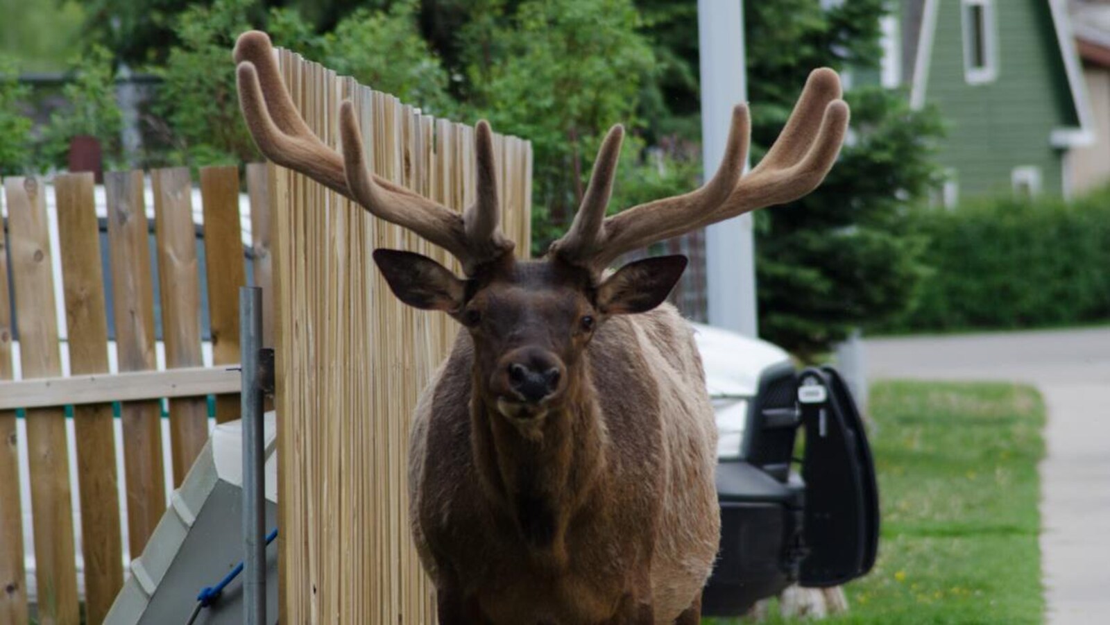 Un cerf marche en ville, devant une clôture et une camionnette avec, en arrière-plan, une maison.