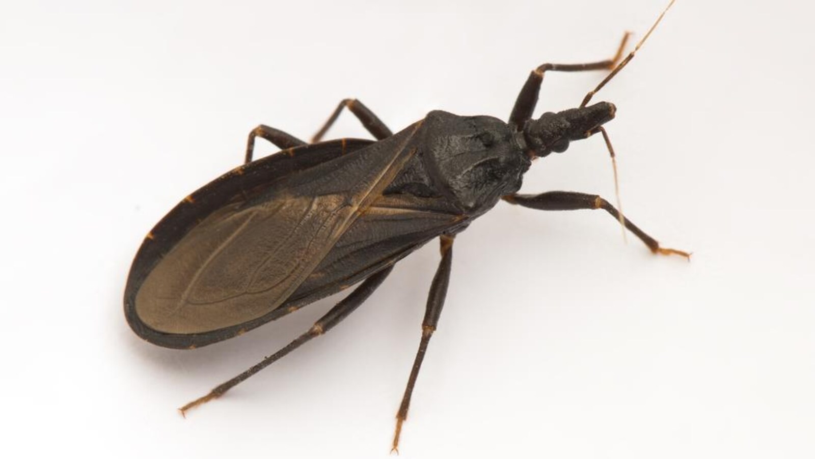 Trypanosoma cruzi, punaise