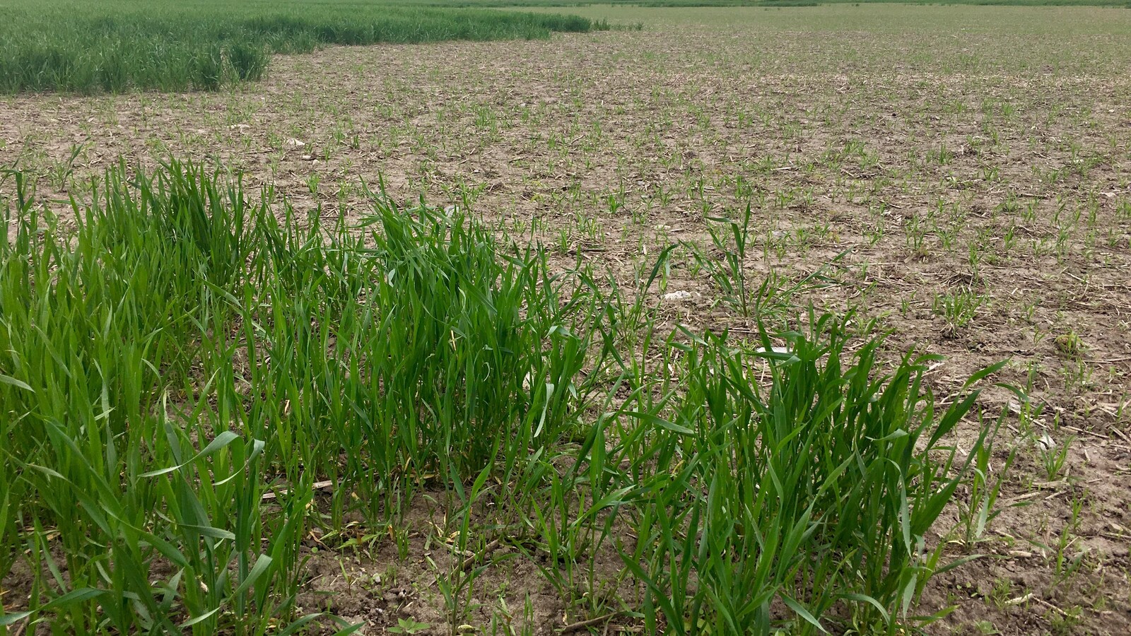 Un champ de blé éprouvé par l’hiver.