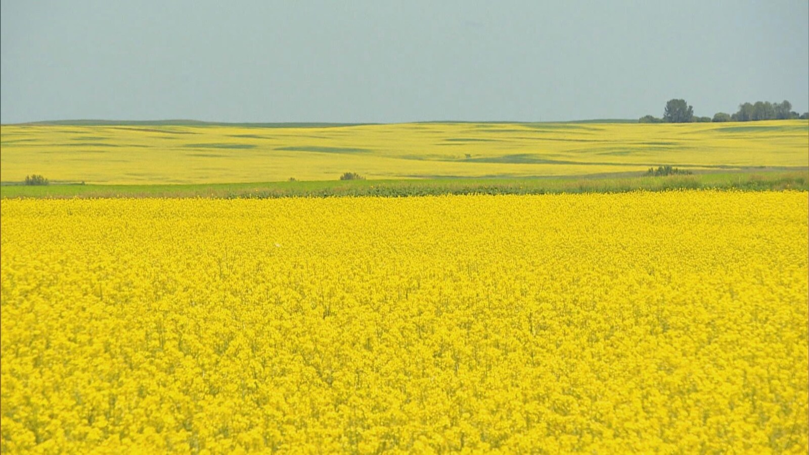Un champ de canola