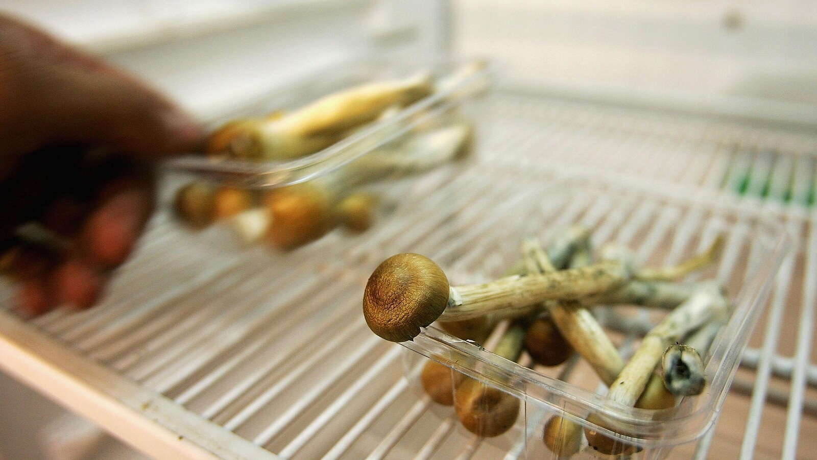 Dans un réfrigérateur propre et vide, qui semble être celui d'un laboratoire, deux petits contenants transparents contiennent des champignons magiques. Une main saisi l'un des contenants.