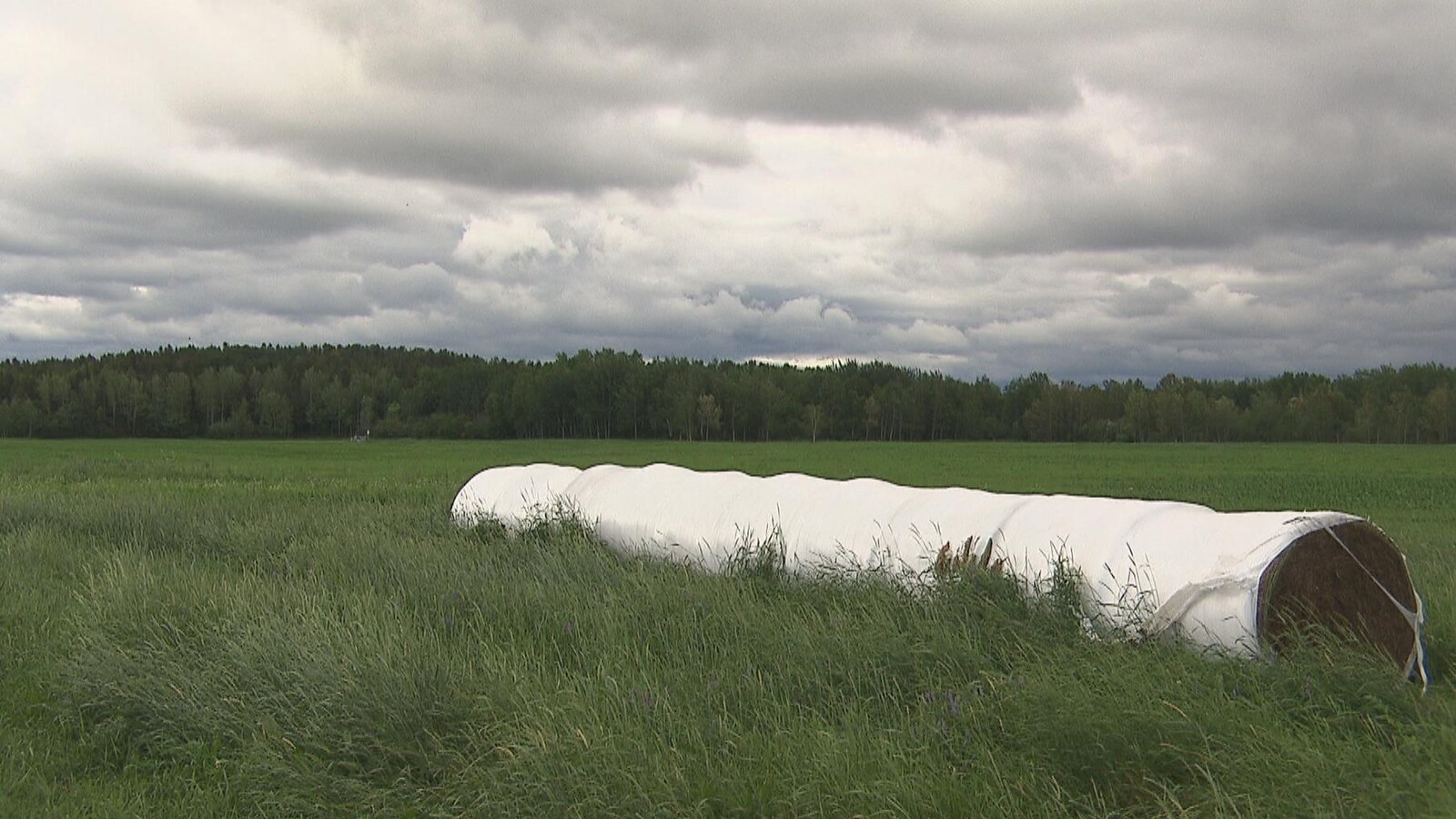 Des balles de foin dans un champs de Chicoutimi