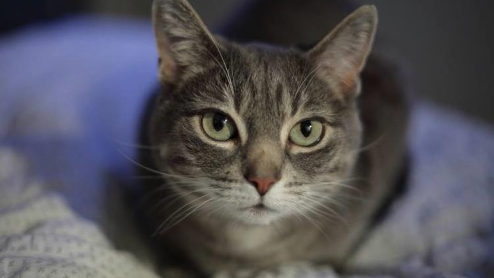 Une chatte rescapée, stérilisée et non-dégriffée se repose paisiblement sur le lit de ses nouveaux maîtres.