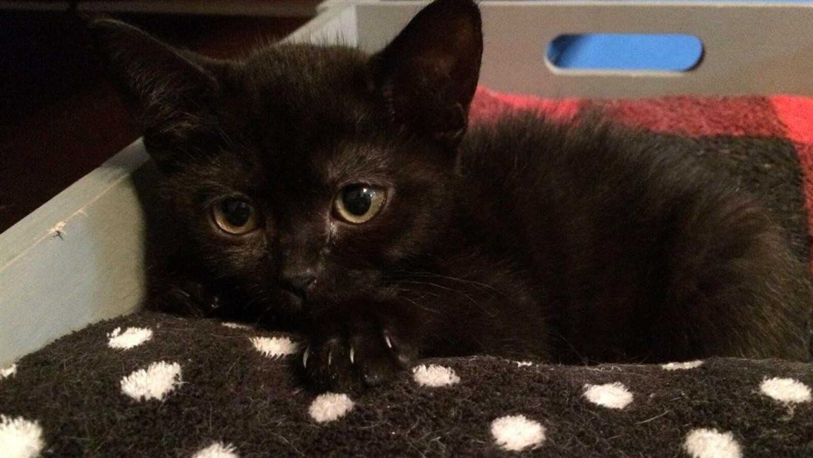 Un chat noir sur un coussin à pois