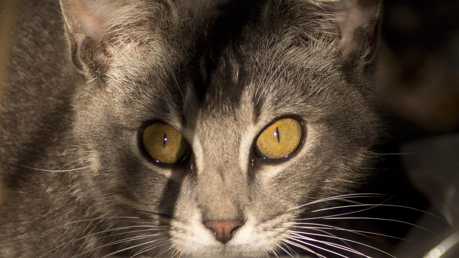 Un chat errant à Key Largo en Floride observe l'appareil photo