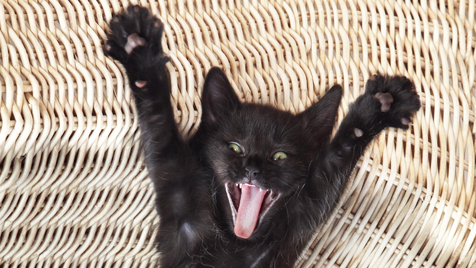 Un chat noir