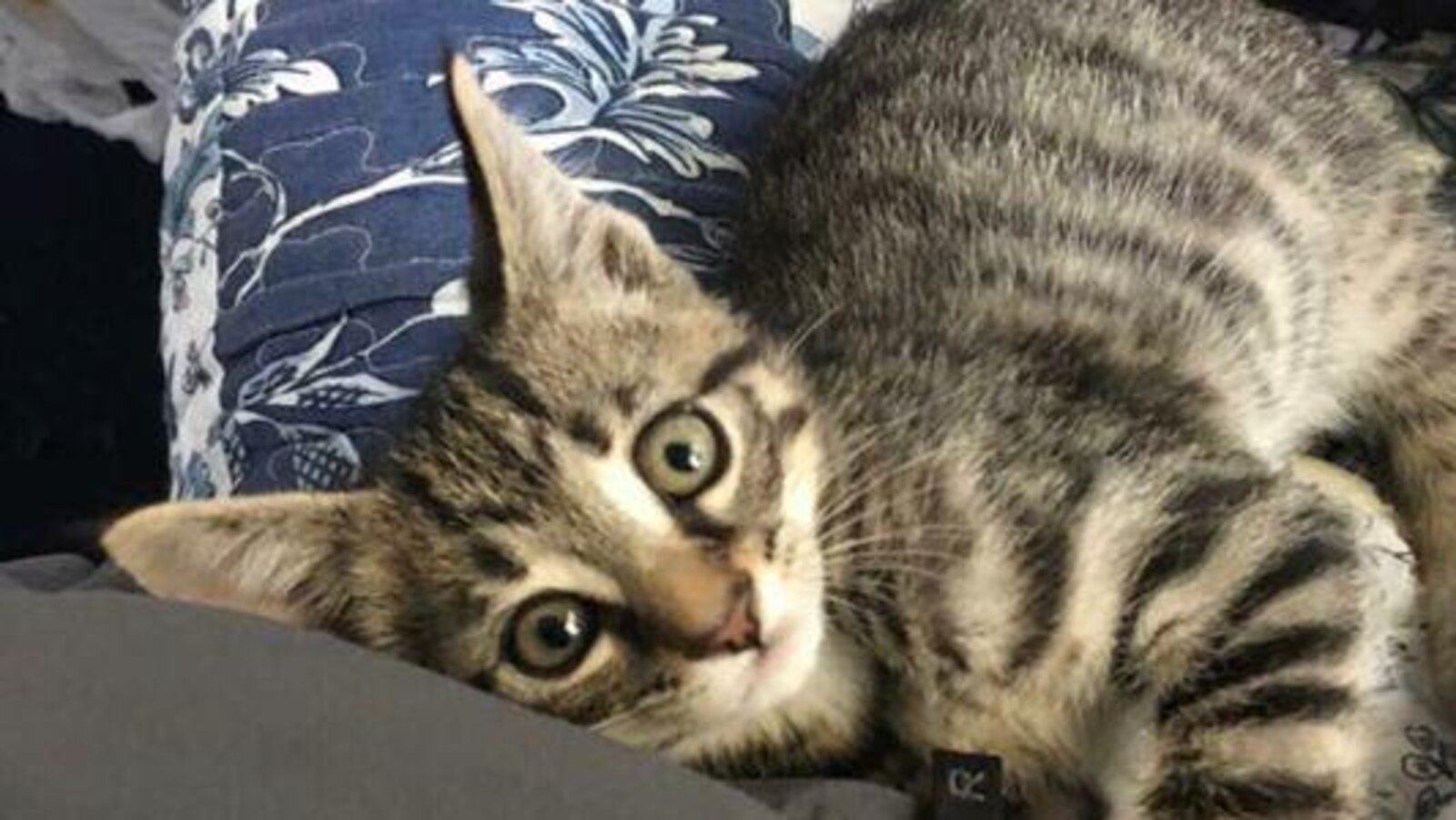 Un chat est couché sur un canapé et regarde l'objectif de l'appareil photo.