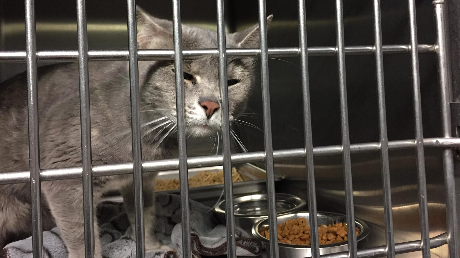 Un chat dans une cage dans une SPCA.