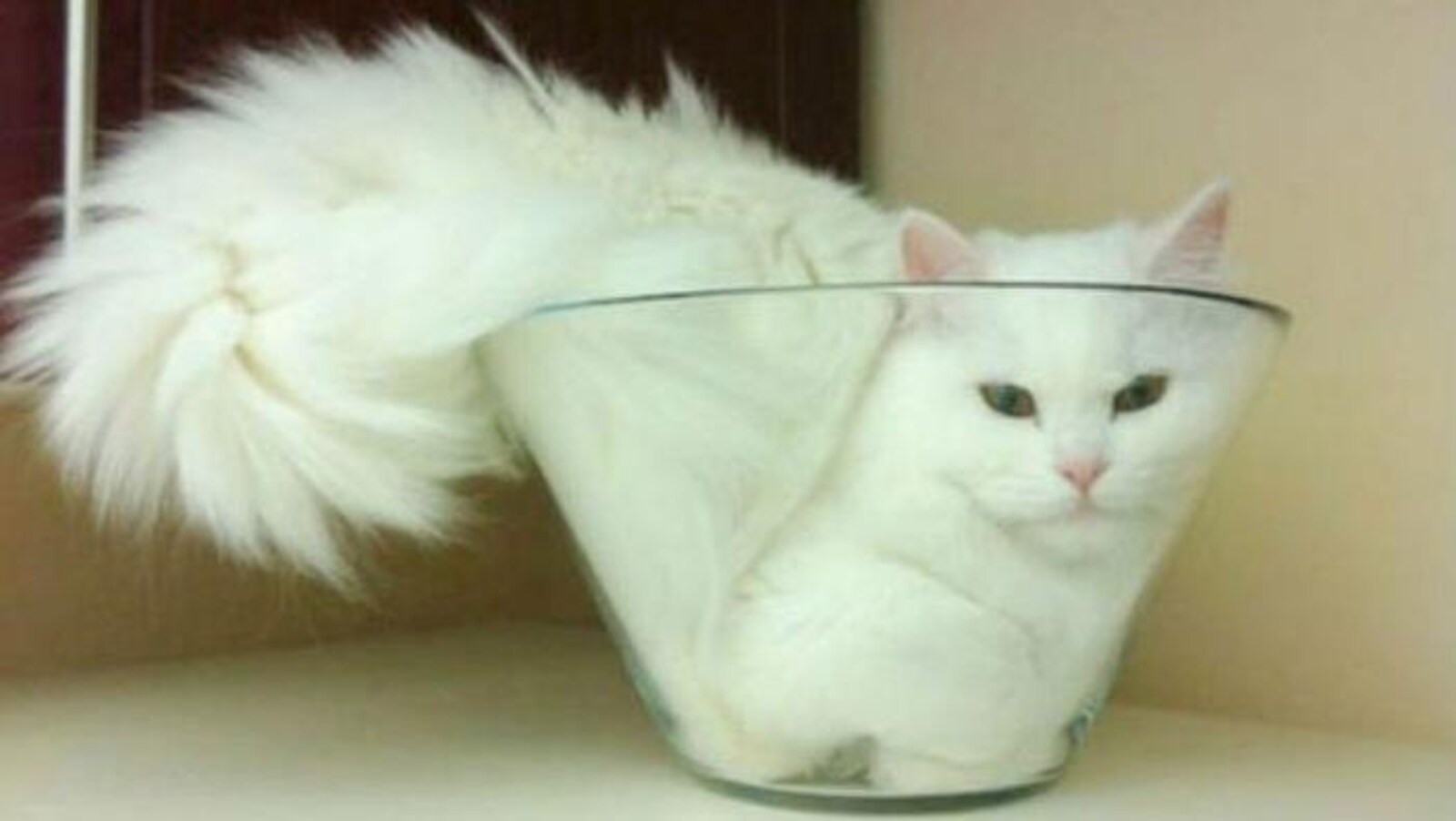 Un chat dans un vase