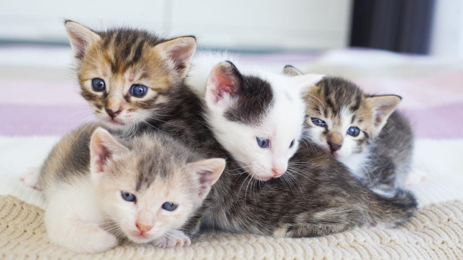 Quatre jeunes chatons tachetés se serrent sur une couverture.