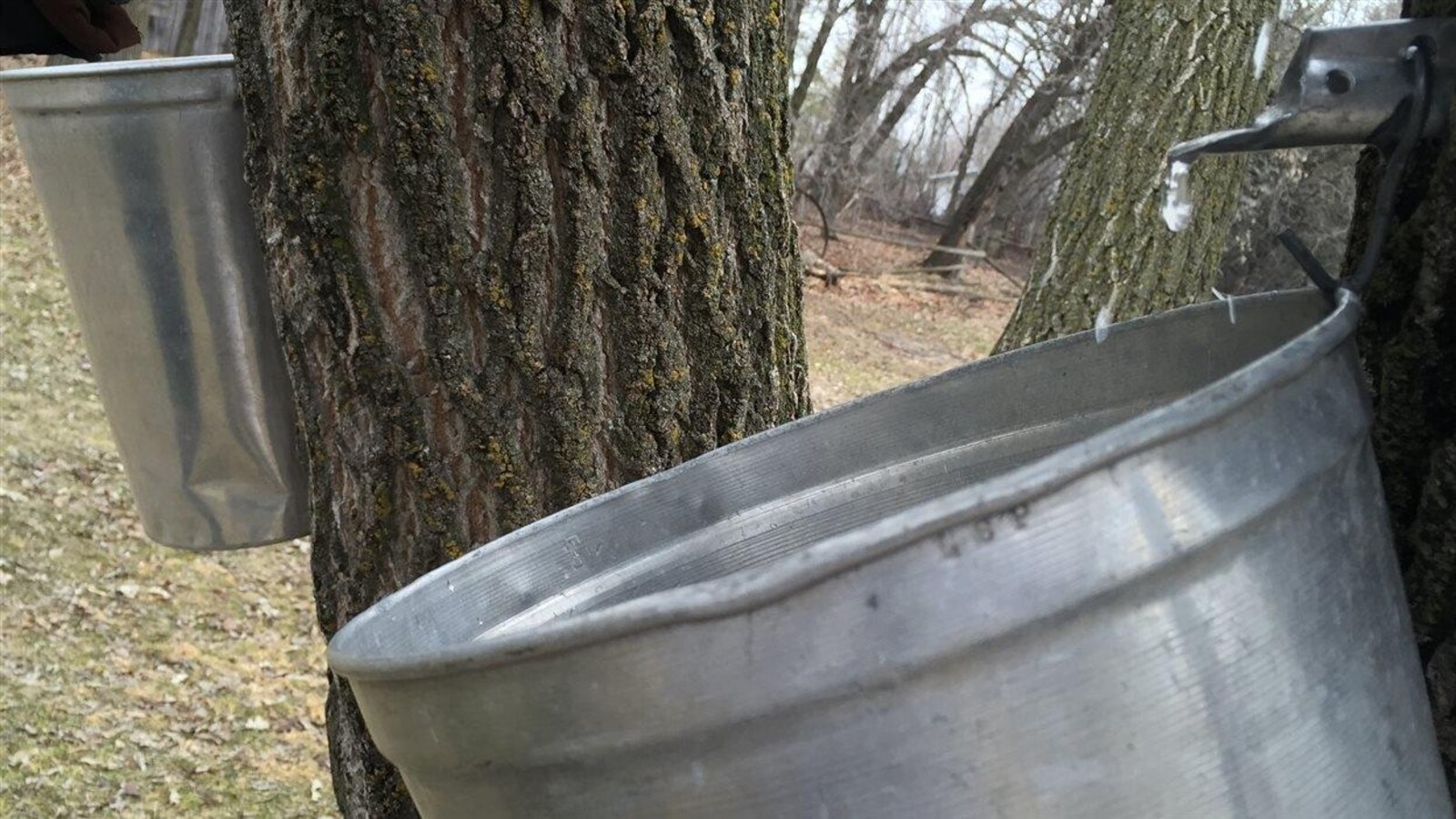 Une chaudière recueille de l'eau d'érable, dans une érablière