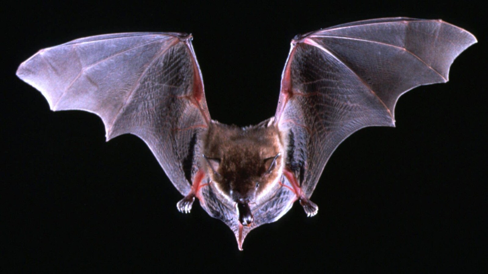A big brown bat flys with a beetle in its mouth in this undated photo. The most common species of bat in the United States, the brown can be rabid but has rarely been linked with human cases of rabies. (AP Photo/Merlin D. Tuttle, Bat Conservation International)