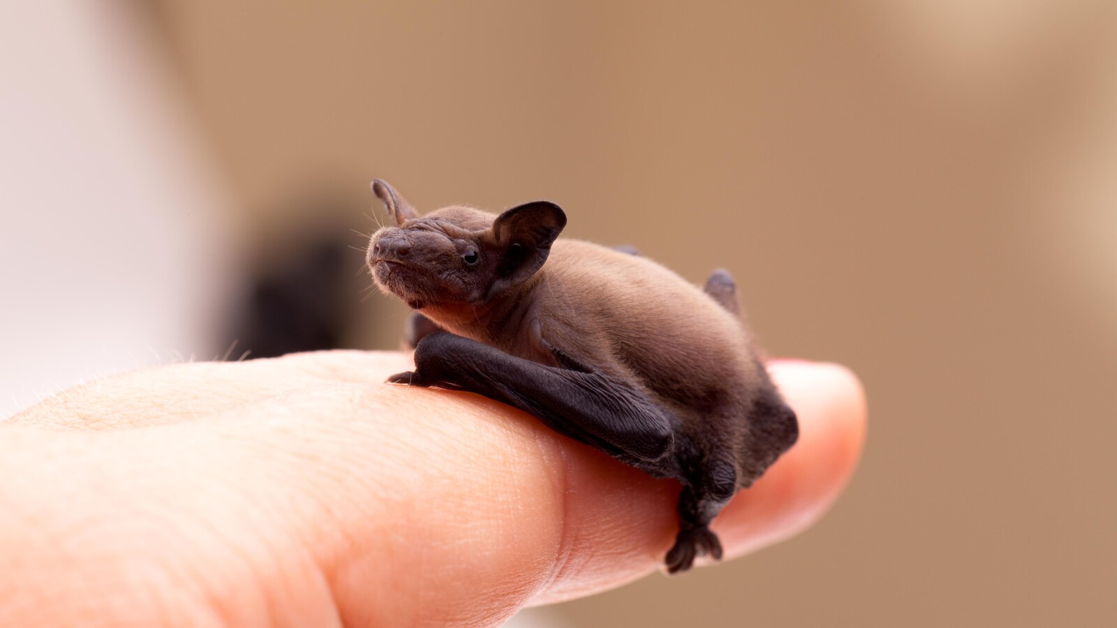 Bébé chauve-souris sur un doigt