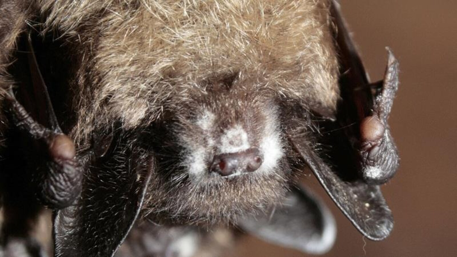 On voit la croissance fongique blanche sur le museau d'une petite chauve-souris brune suspendue la tête en bas.