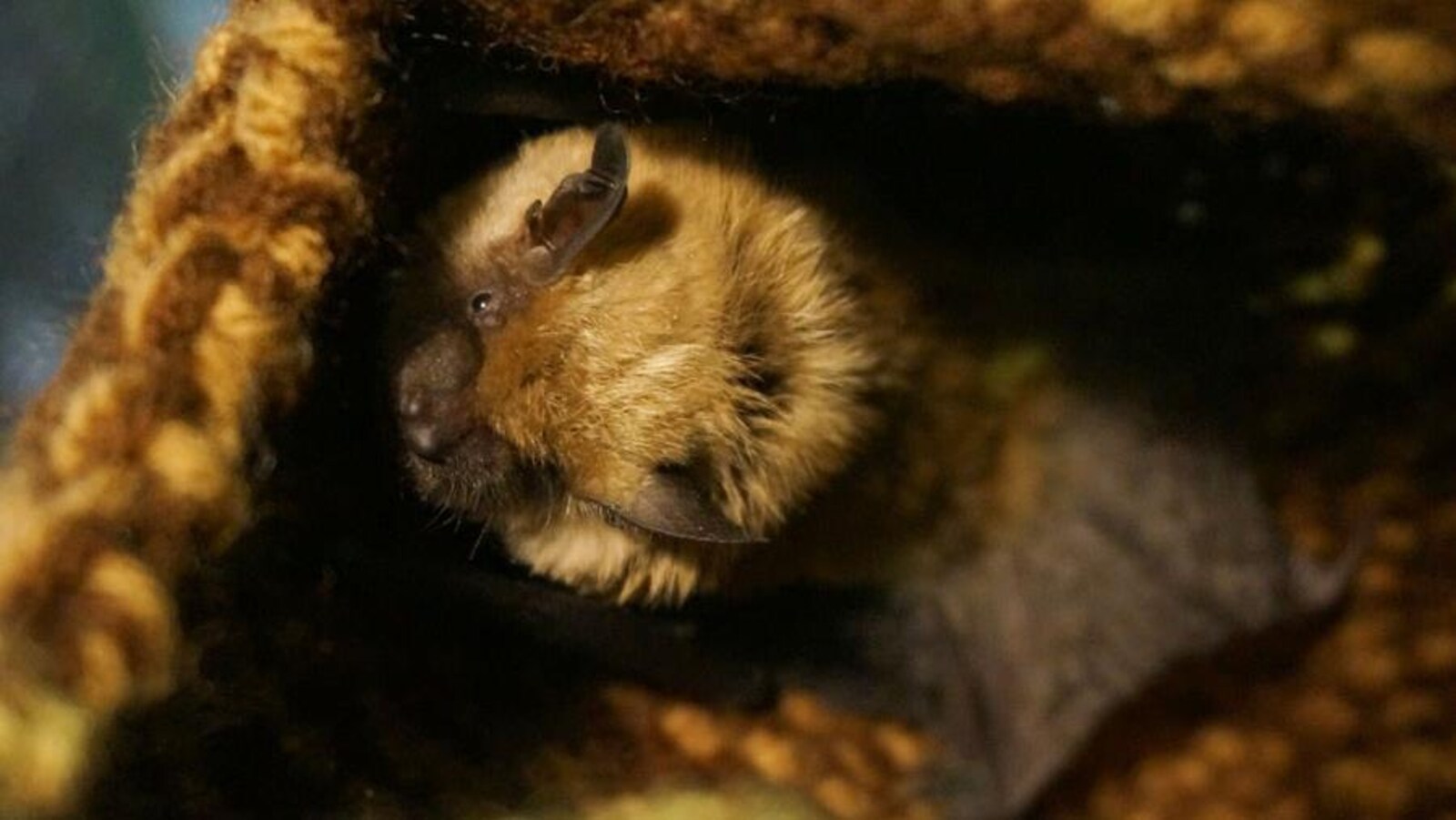 Une chauve-souris enroulée dans un chiffon.