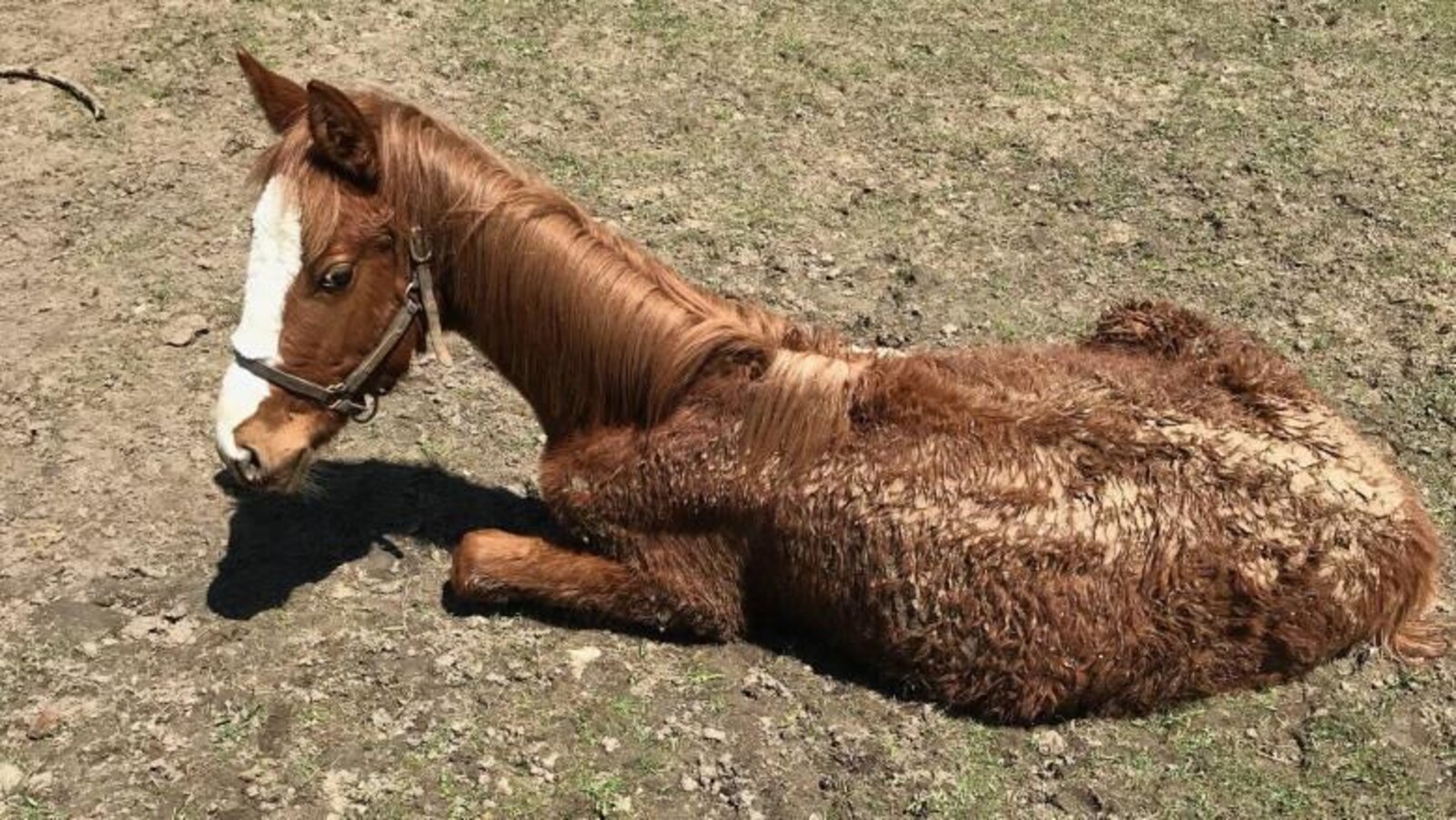 Un cheval très maigre et malade et couvert d'excréments